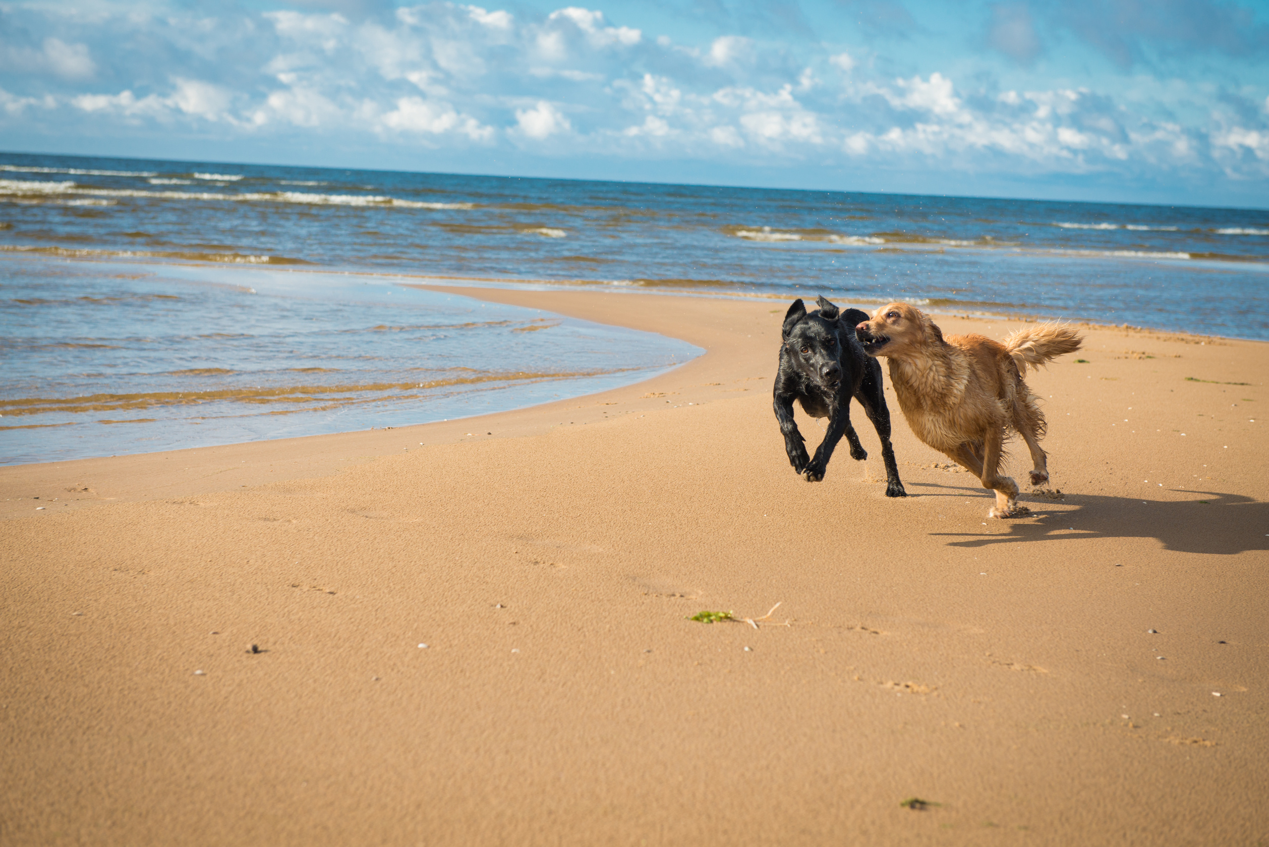 Эстония 2019. Фотограф-анималист Наталья Светличная