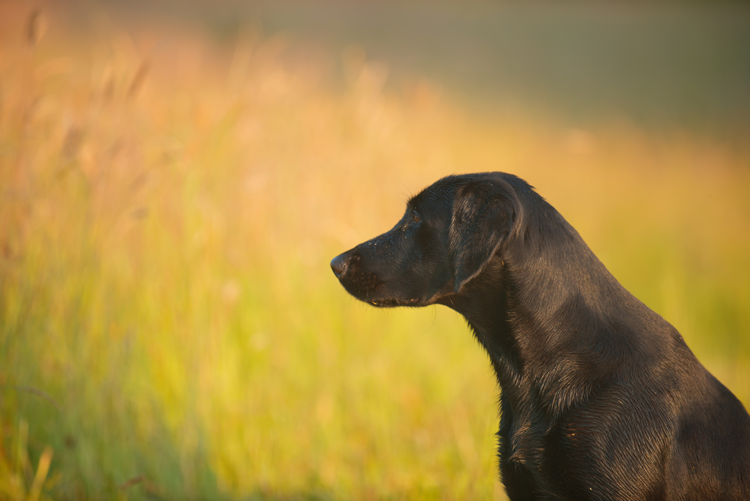 Венгрия-Чехия 2015. Фотограф-анималист Наталья Светличная