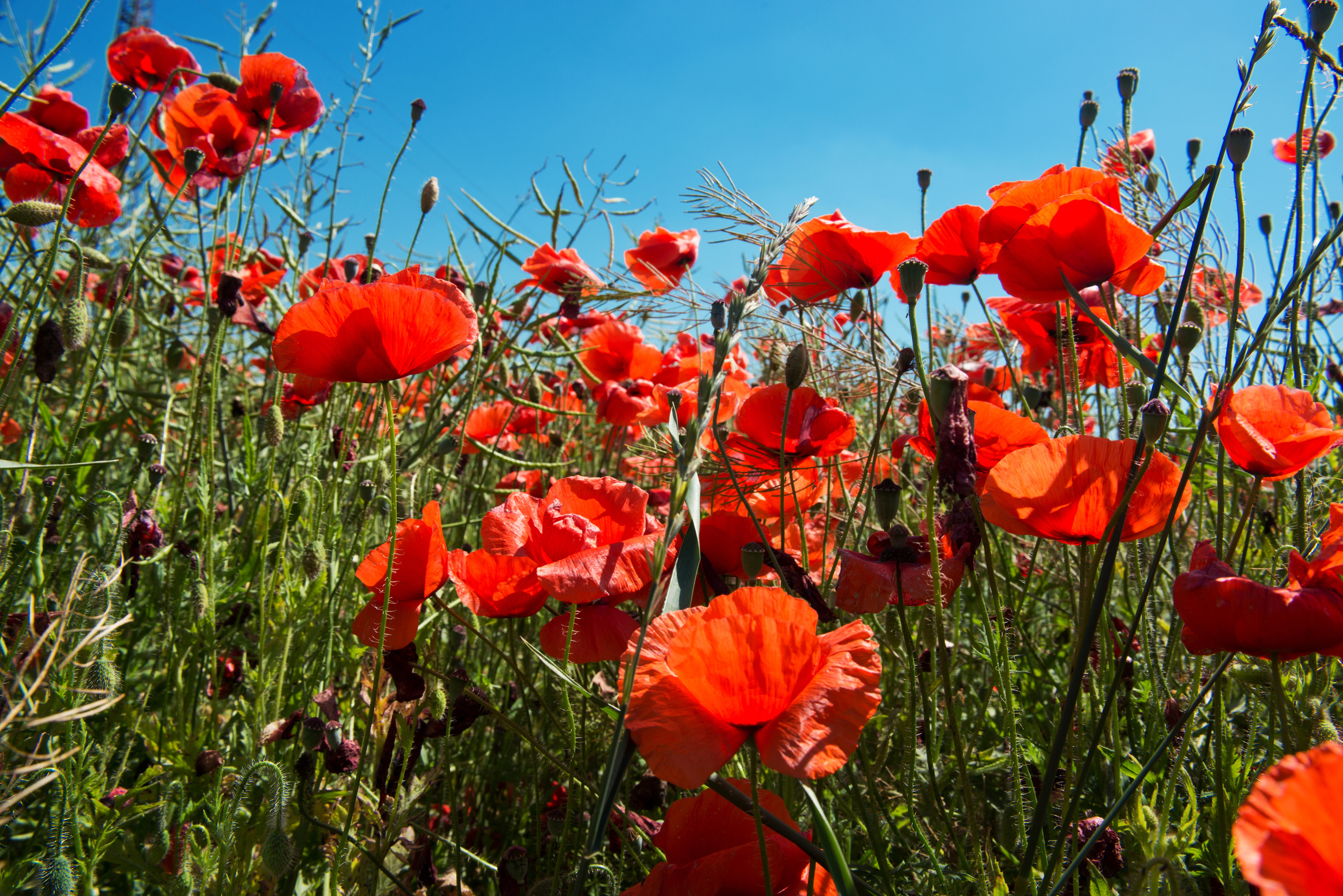 Венгрия-Чехия 2015. Фотограф-анималист Наталья Светличная