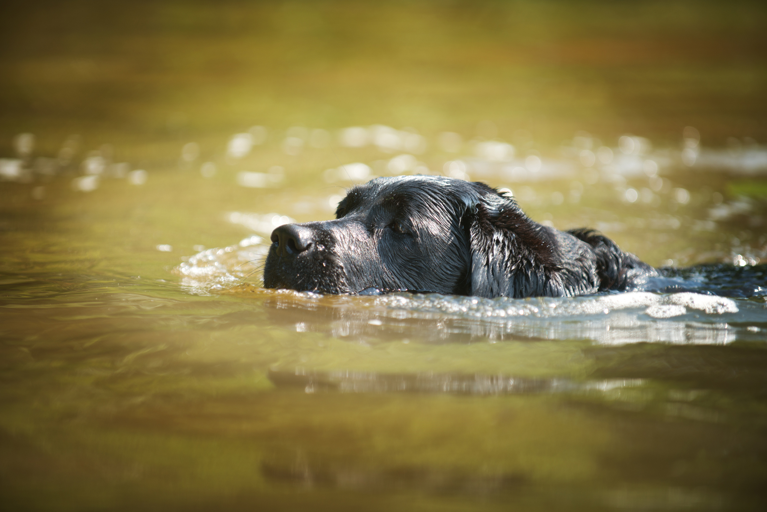 Венгрия-Чехия 2015. Фотограф-анималист Наталья Светличная