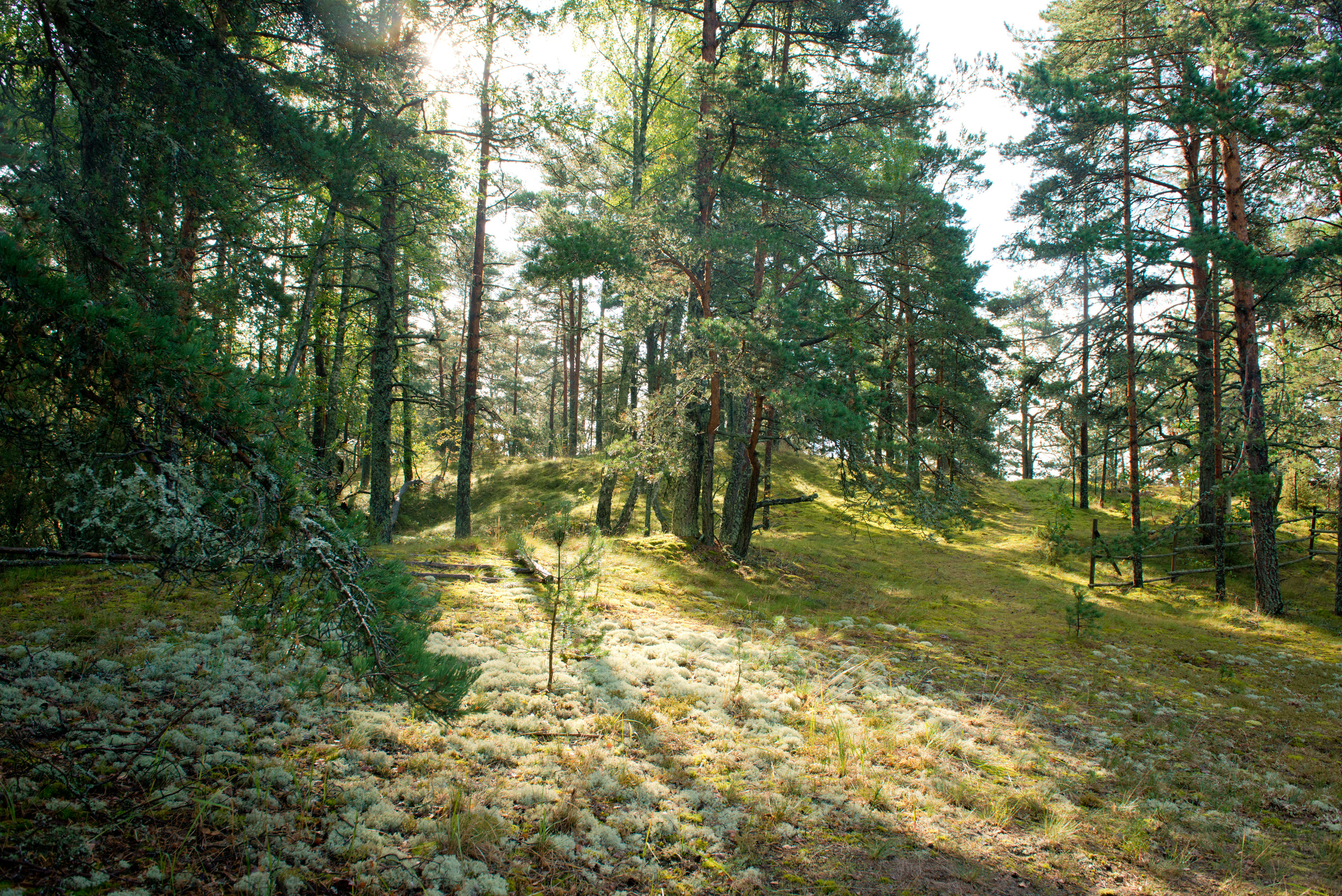 Эстония 2019. Фотограф-анималист Наталья Светличная