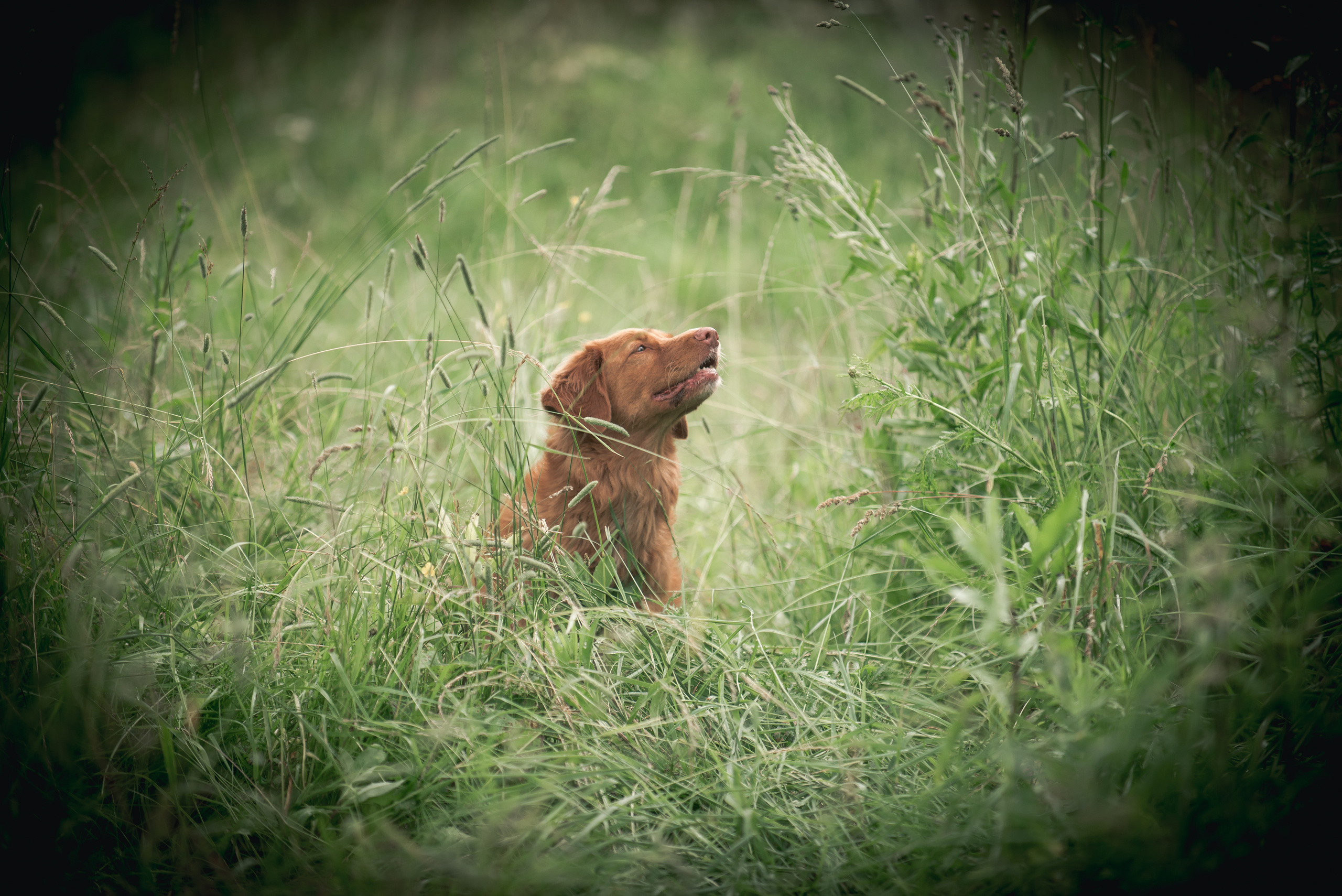 Новошотландский ретривер Энни. Фотограф-анималист Наталья Светличная