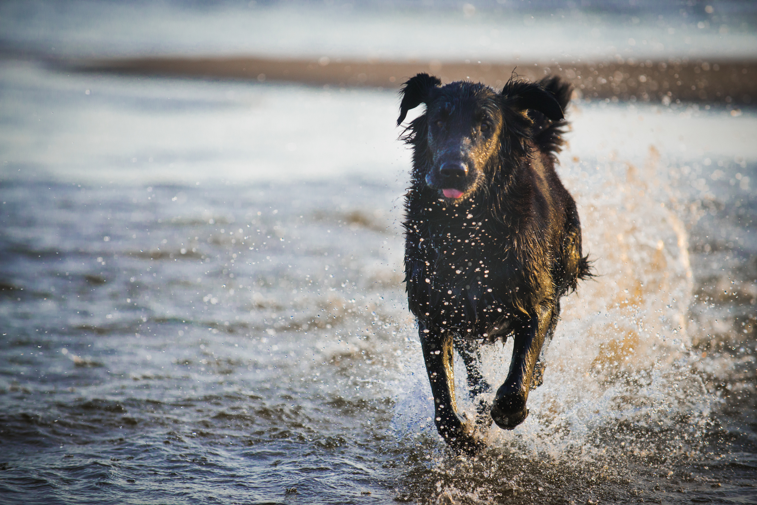 Эстония 2019. Фотограф-анималист Наталья Светличная
