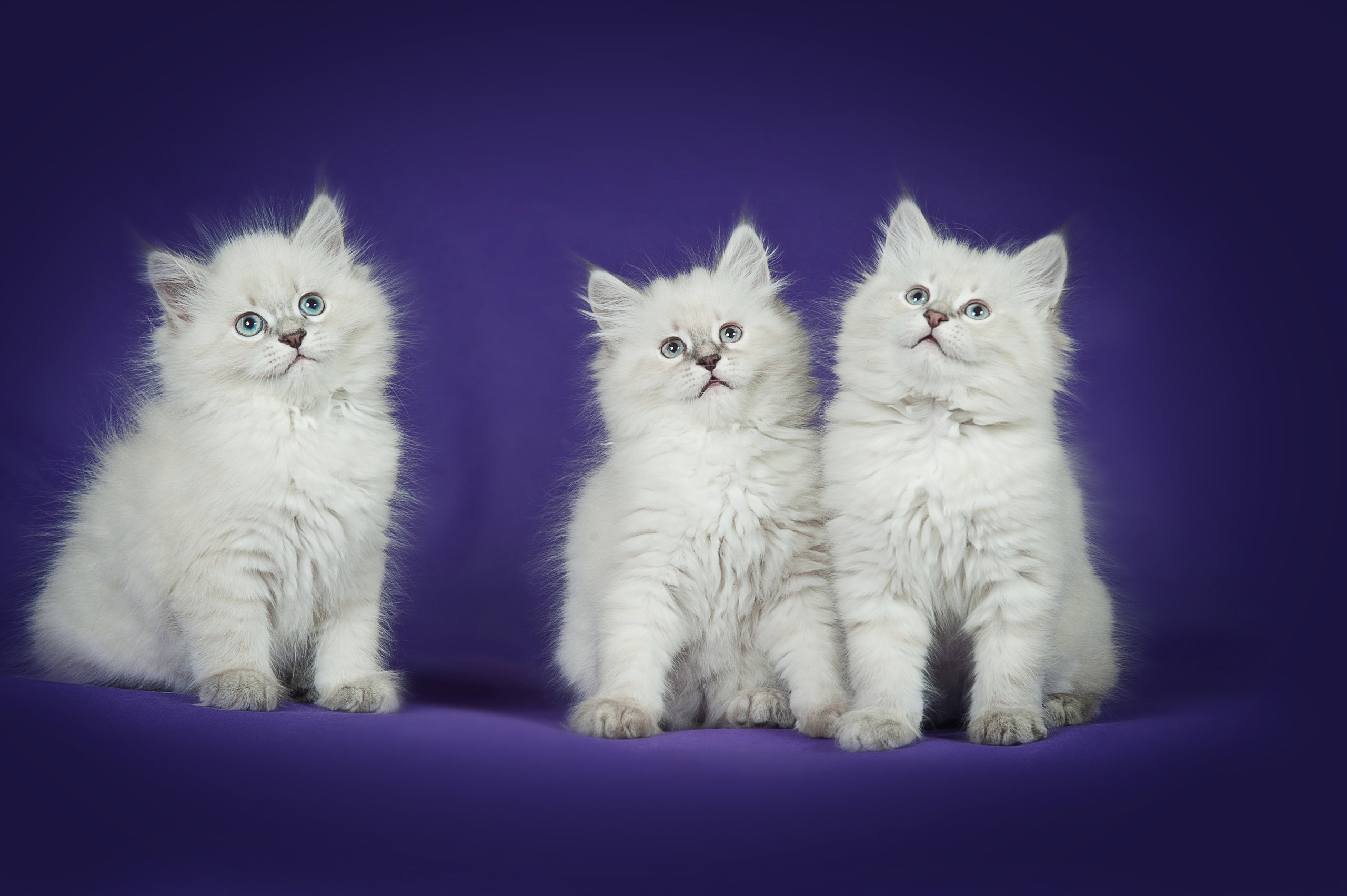 Невская маскарадная (котята). Фотограф-анималист Наталья Светличная