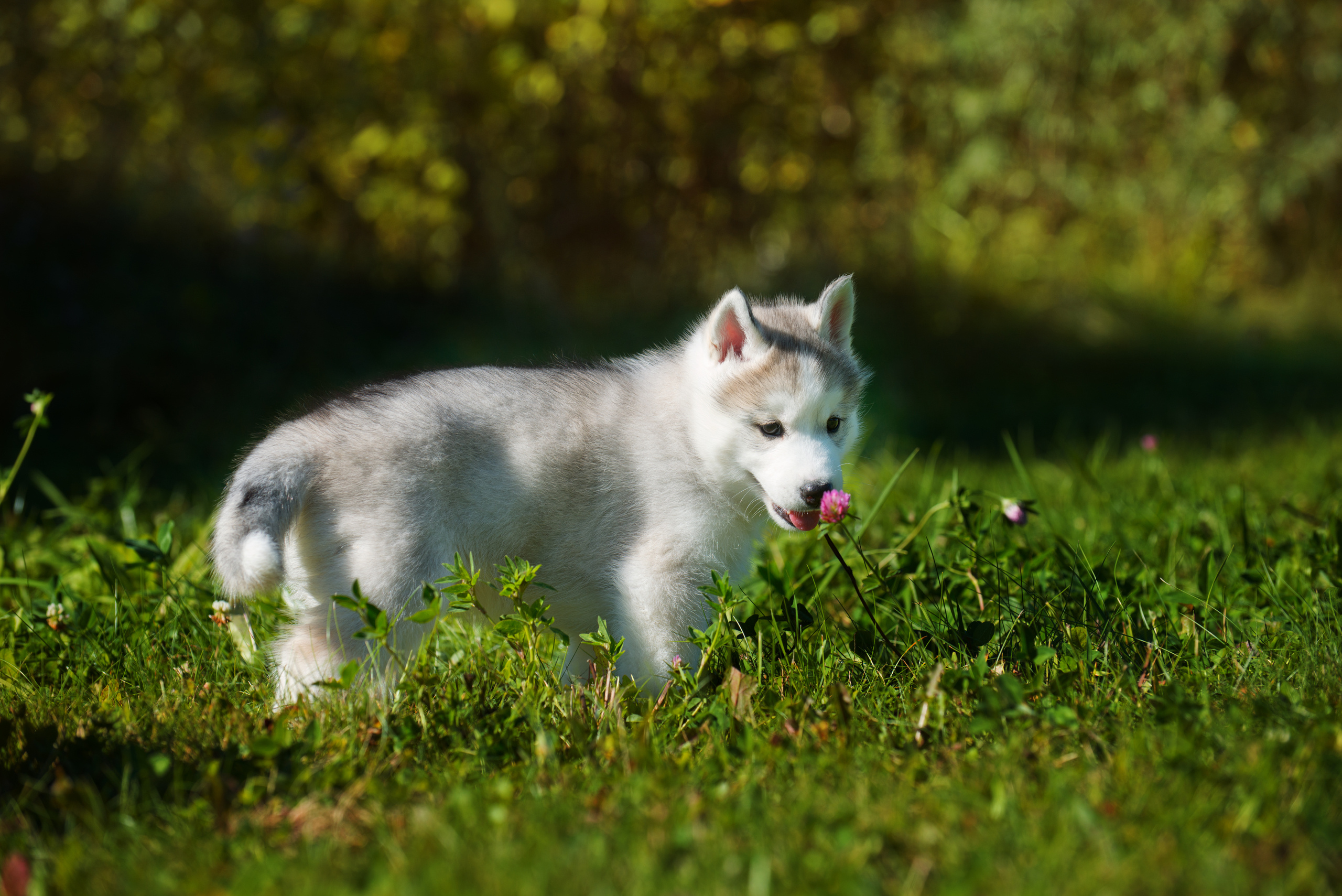 Хаски. Фотограф-анималист Наталья Светличная