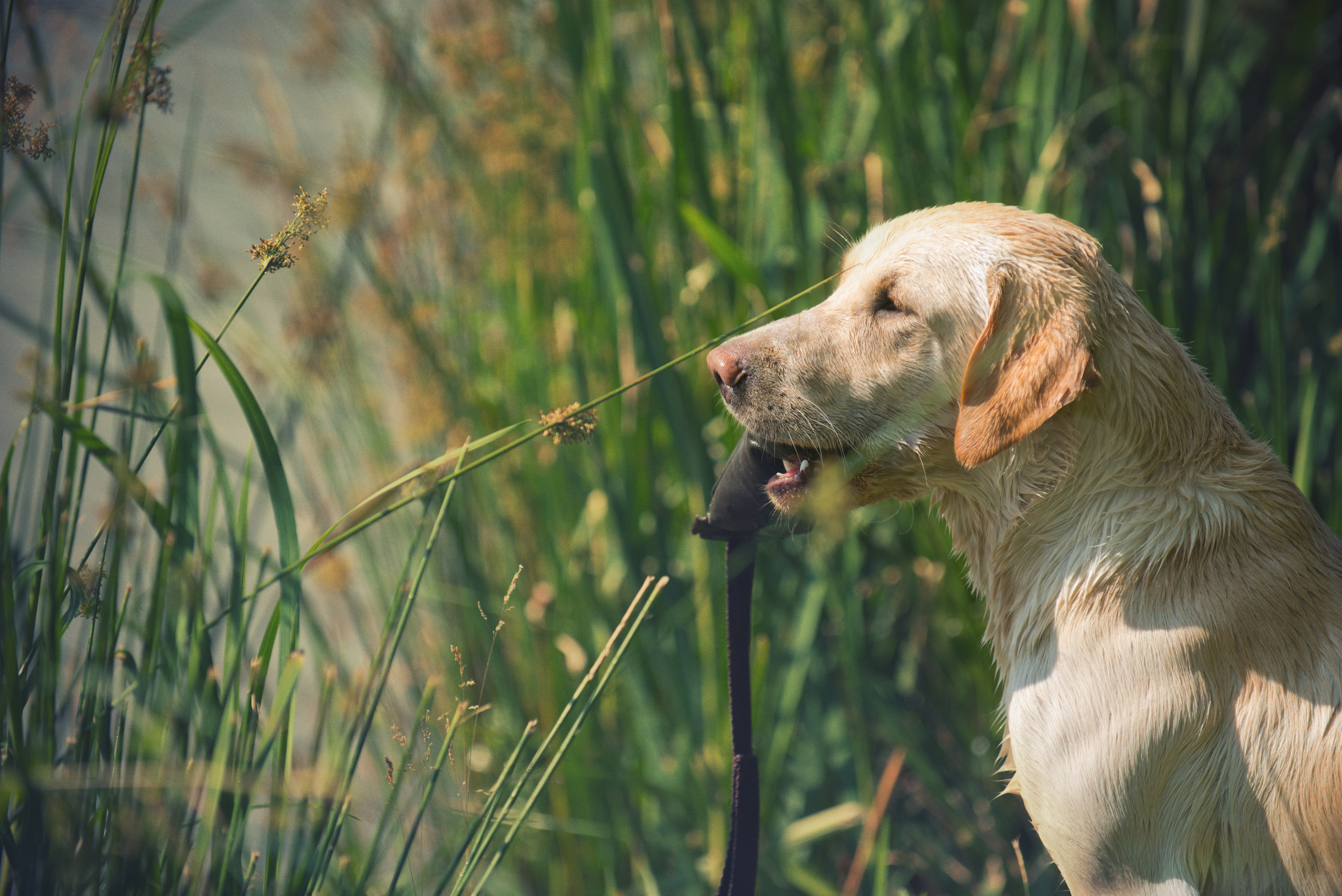 Венгрия-Чехия 2015. Фотограф-анималист Наталья Светличная