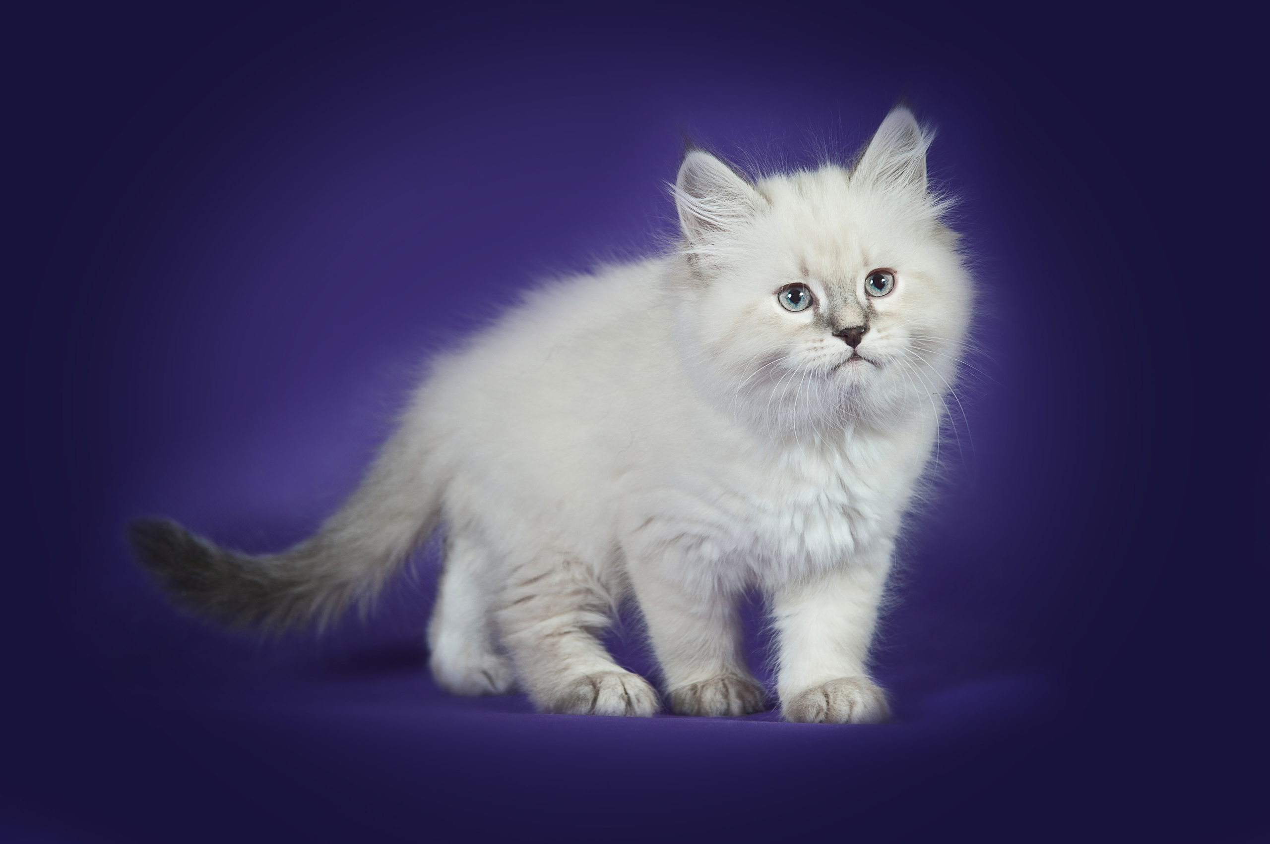 Невская маскарадная (котята). Фотограф-анималист Наталья Светличная