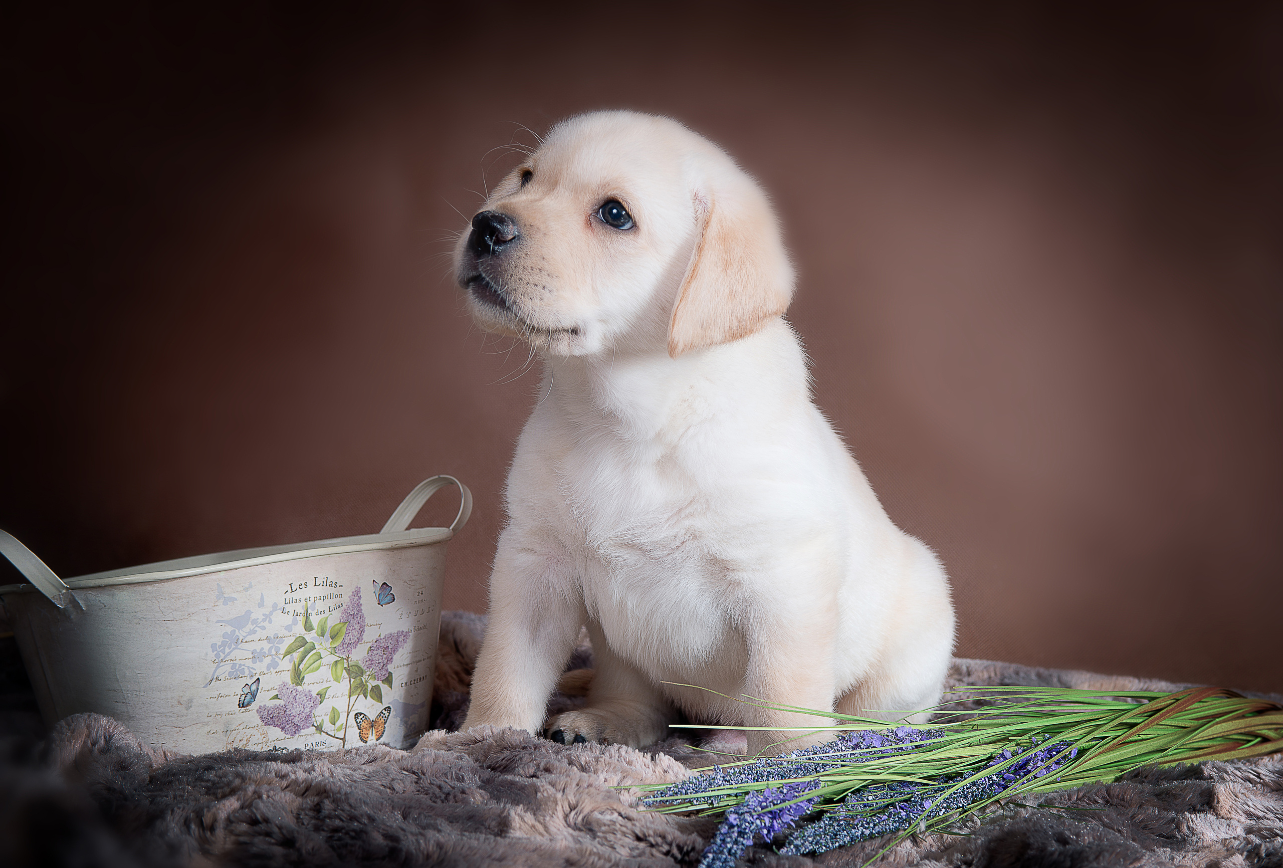Лабрадор ретривер (щенки). Фотограф-анималист Наталья Светличная
