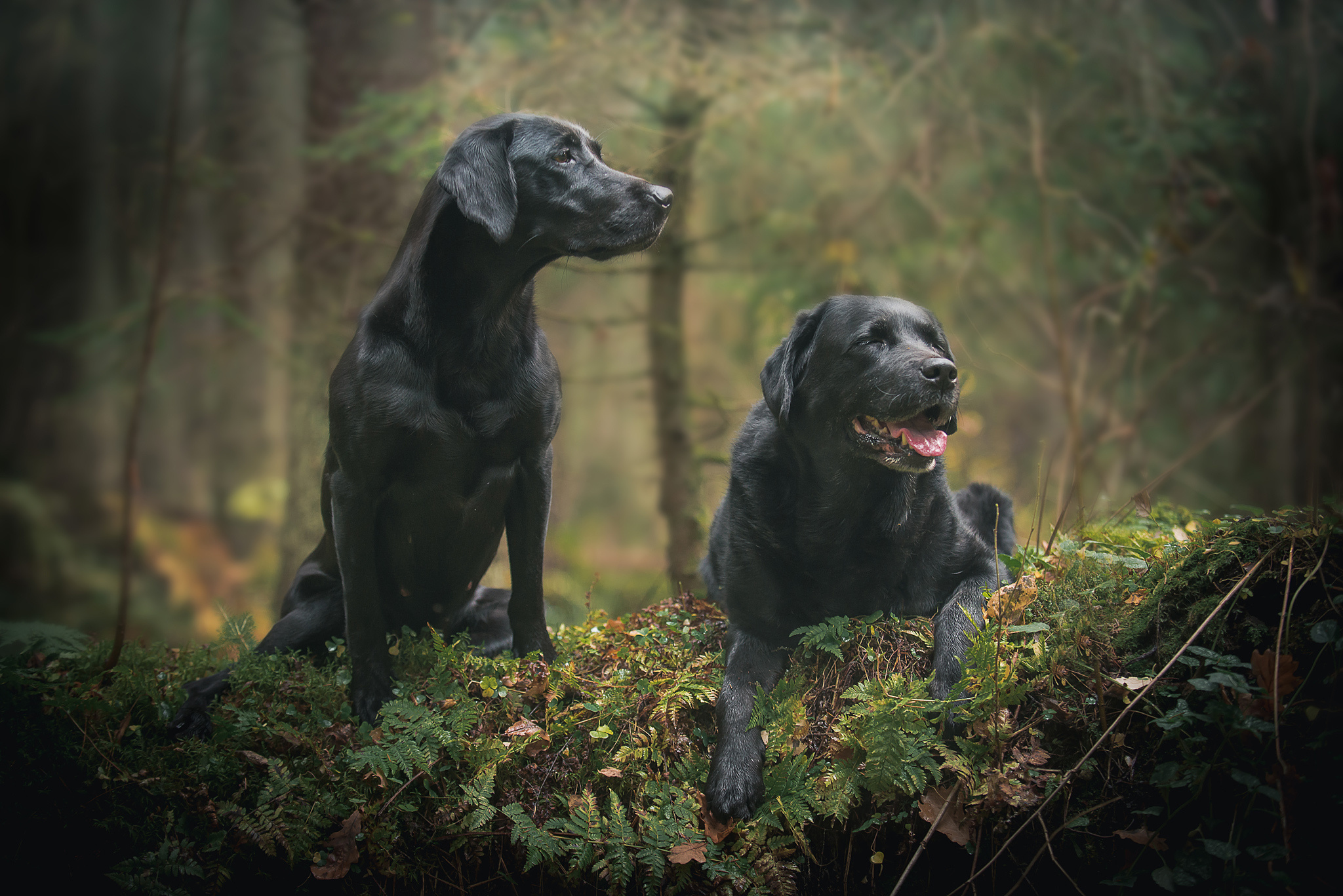 Лабрадор ретривер Юта. Фотограф-анималист Наталья Светличная