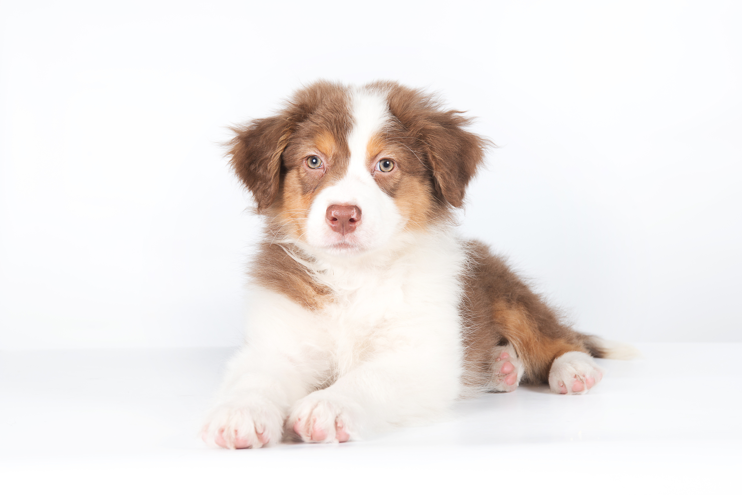 Австралийская овчарка (щенок). Фотограф-анималист Наталья Светличная