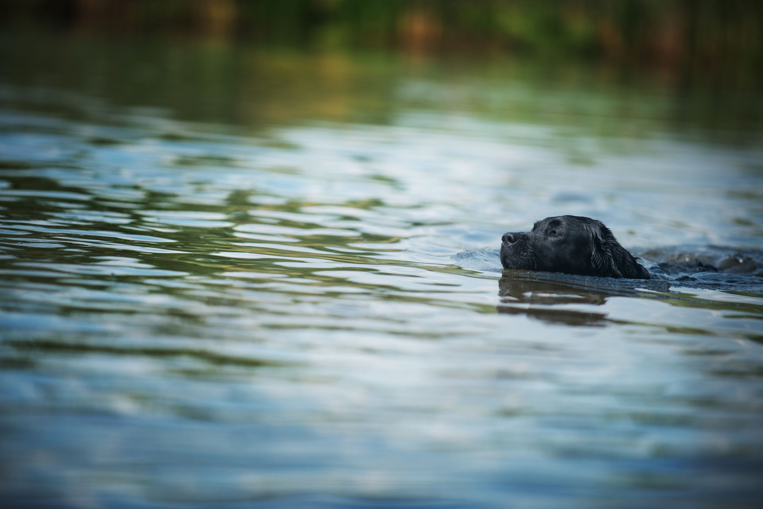 Венгрия-Чехия 2015. Фотограф-анималист Наталья Светличная