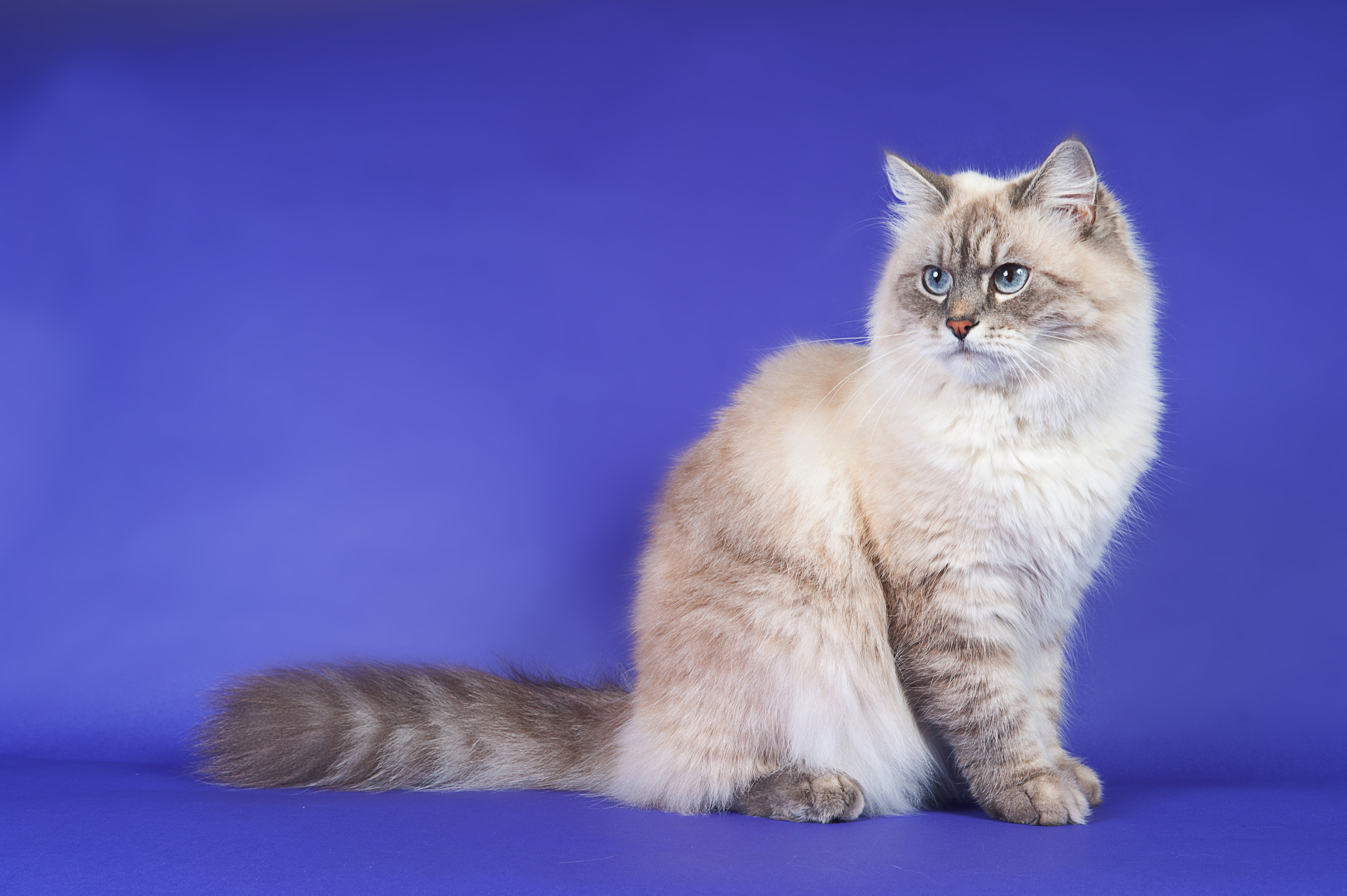 Невская маскарадная. Фотограф-анималист Наталья Светличная