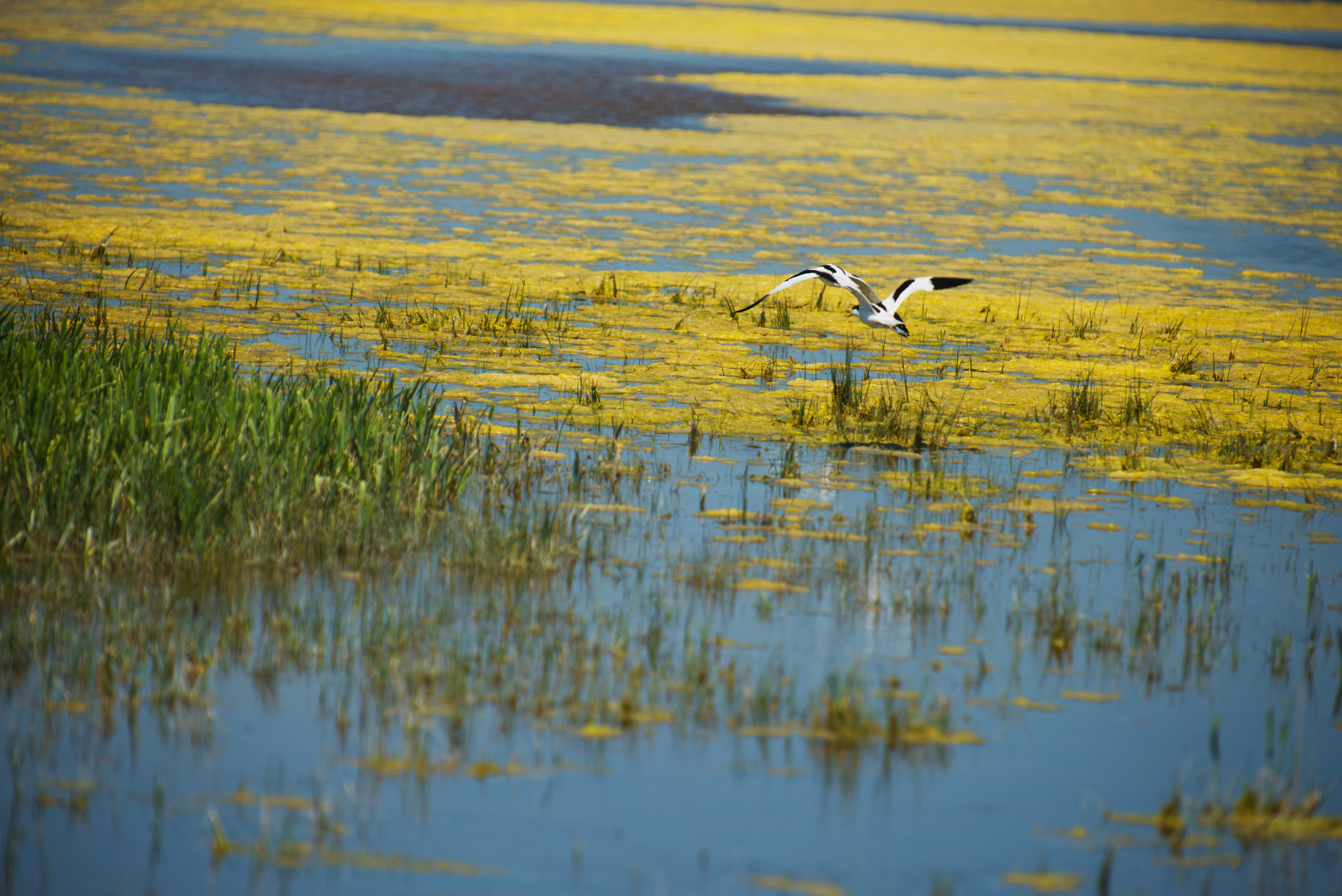 Венгрия-Чехия 2015. Фотограф-анималист Наталья Светличная
