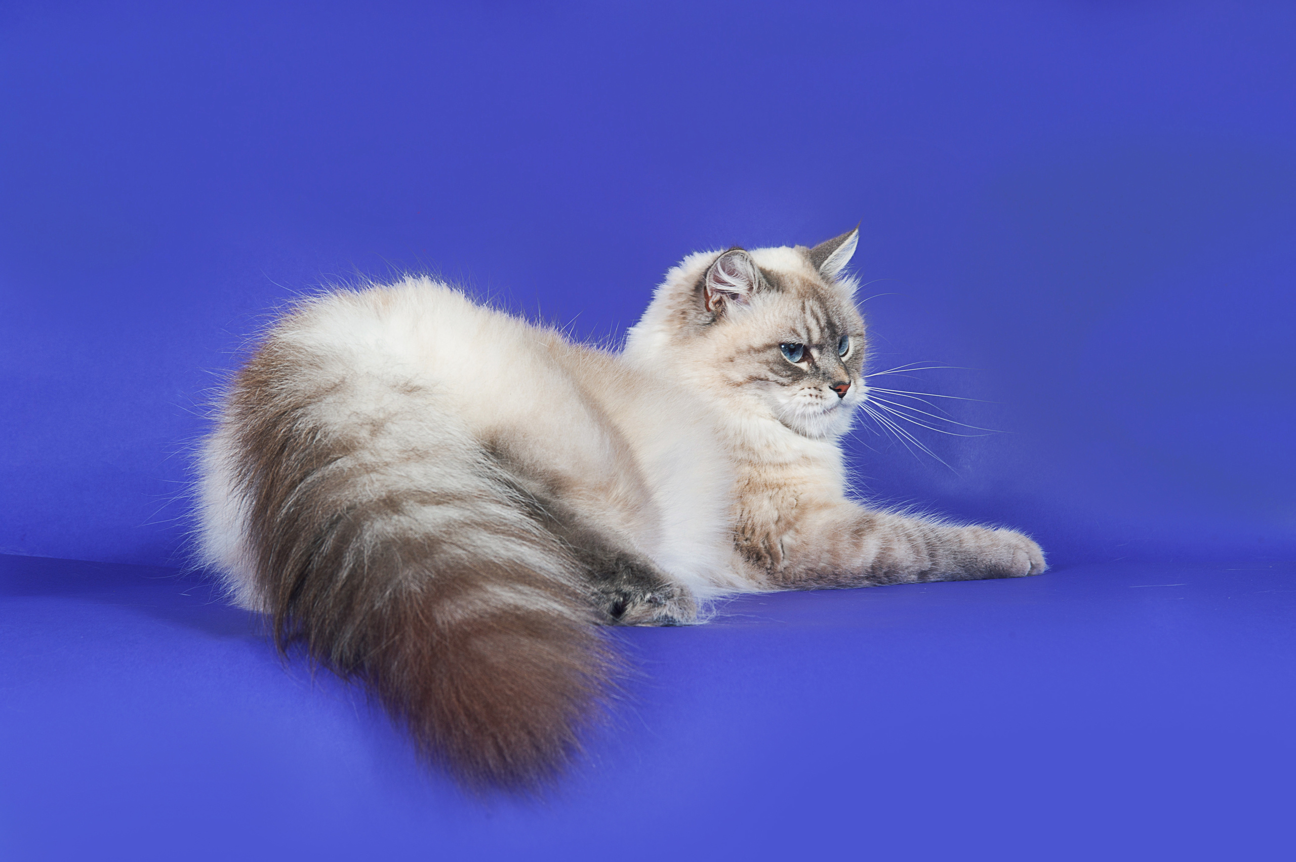 Невская маскарадная. Фотограф-анималист Наталья Светличная