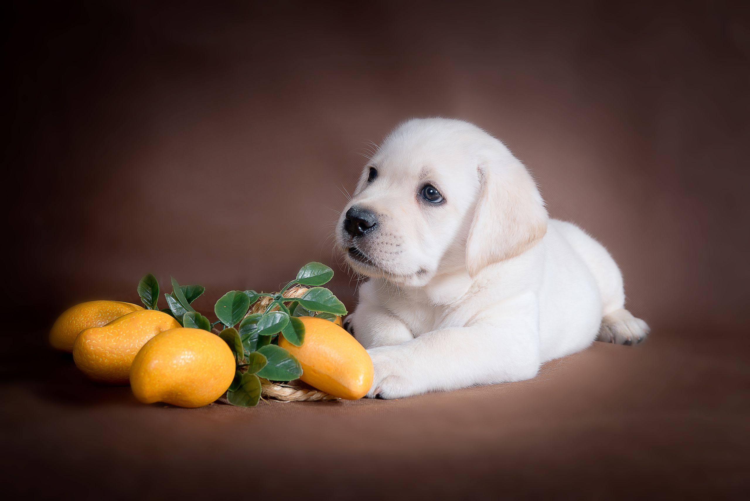 Лабрадор ретривер (щенки). Фотограф-анималист Наталья Светличная
