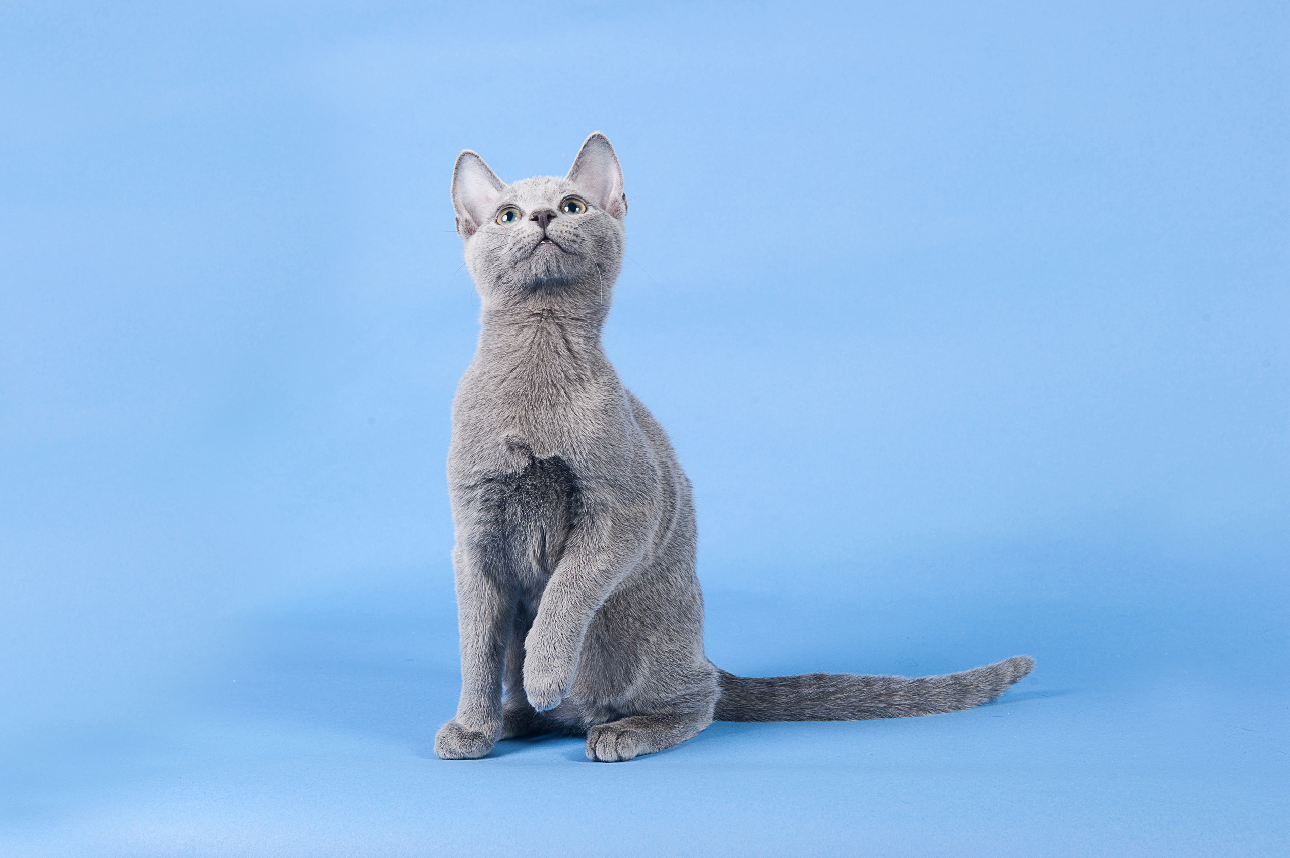 Русская голубая. Фотограф-анималист Наталья Светличная