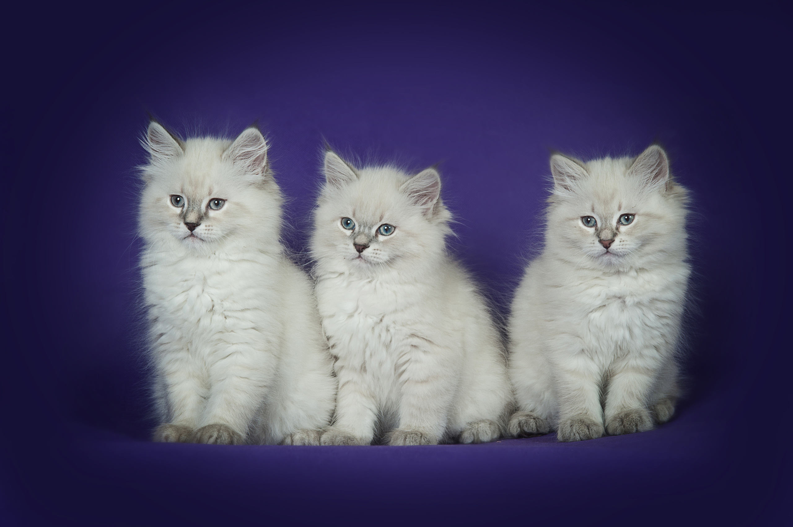 Невская маскарадная (котята). Фотограф-анималист Наталья Светличная