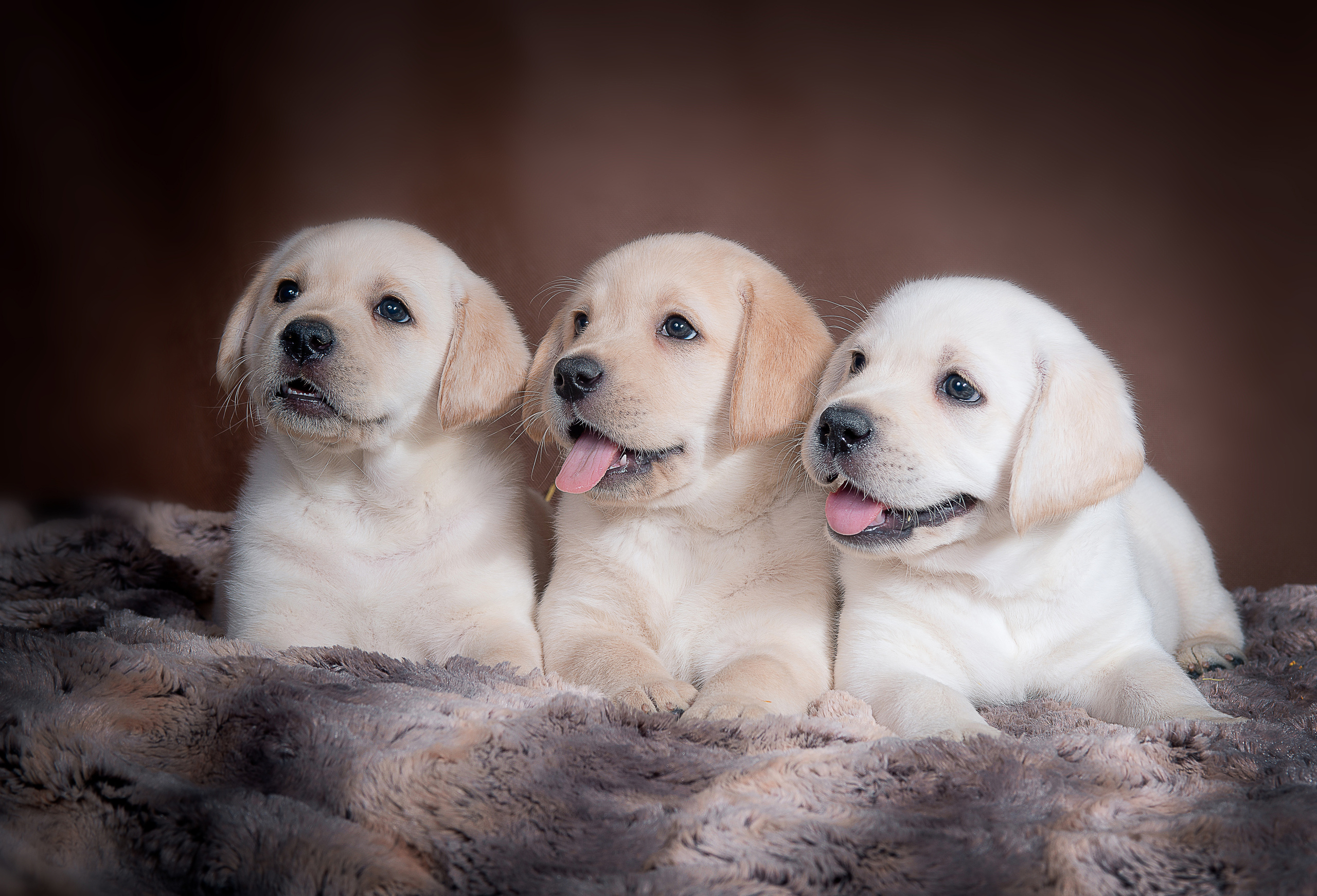 Лабрадор ретривер (щенки). Фотограф-анималист Наталья Светличная