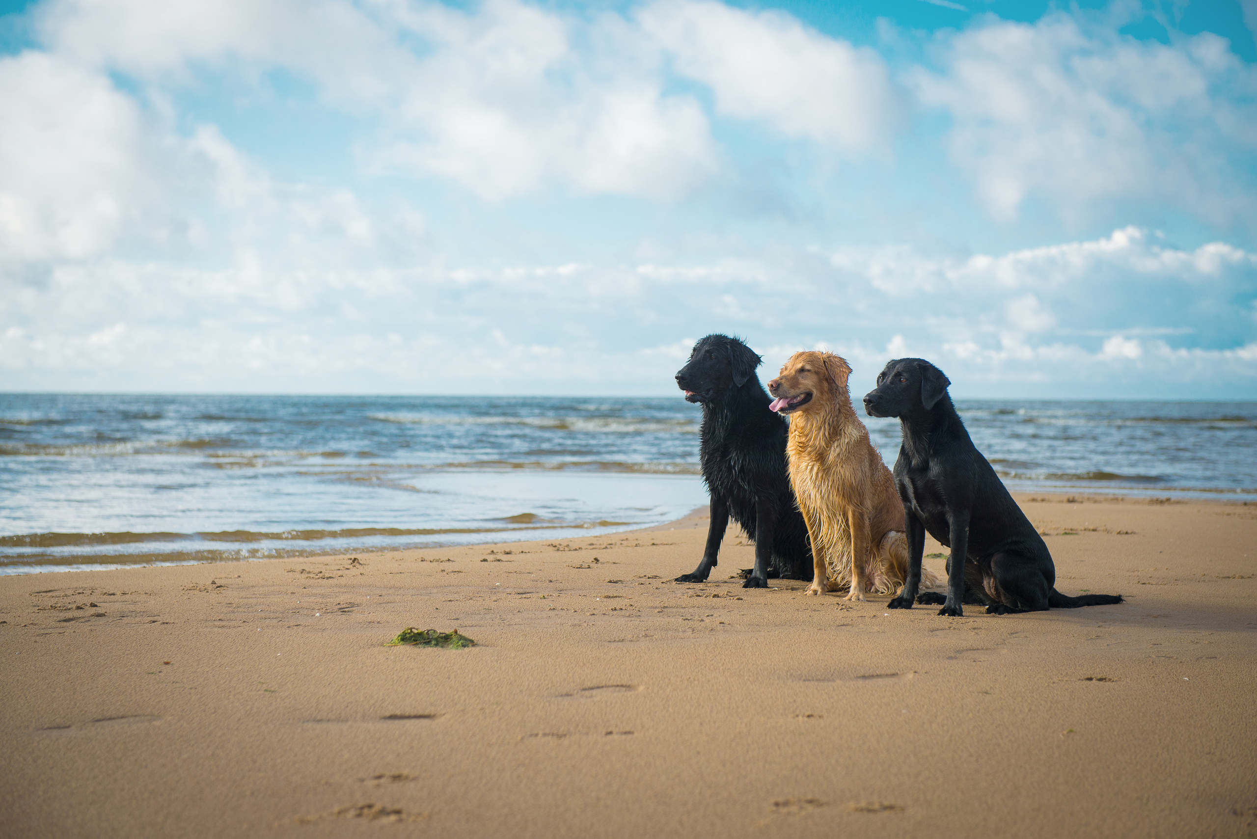 Эстония 2019. Фотограф-анималист Наталья Светличная