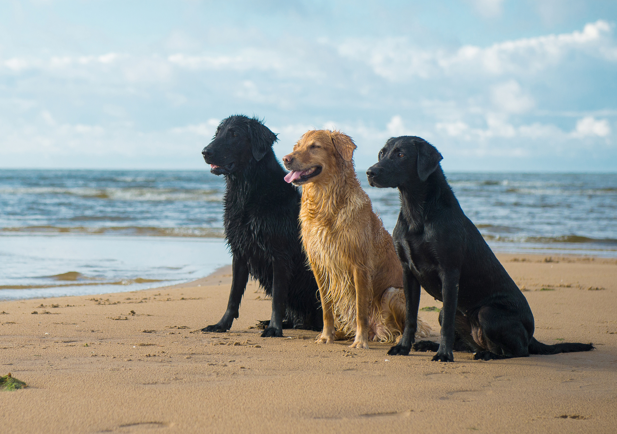 Эстония 2019. Фотограф-анималист Наталья Светличная