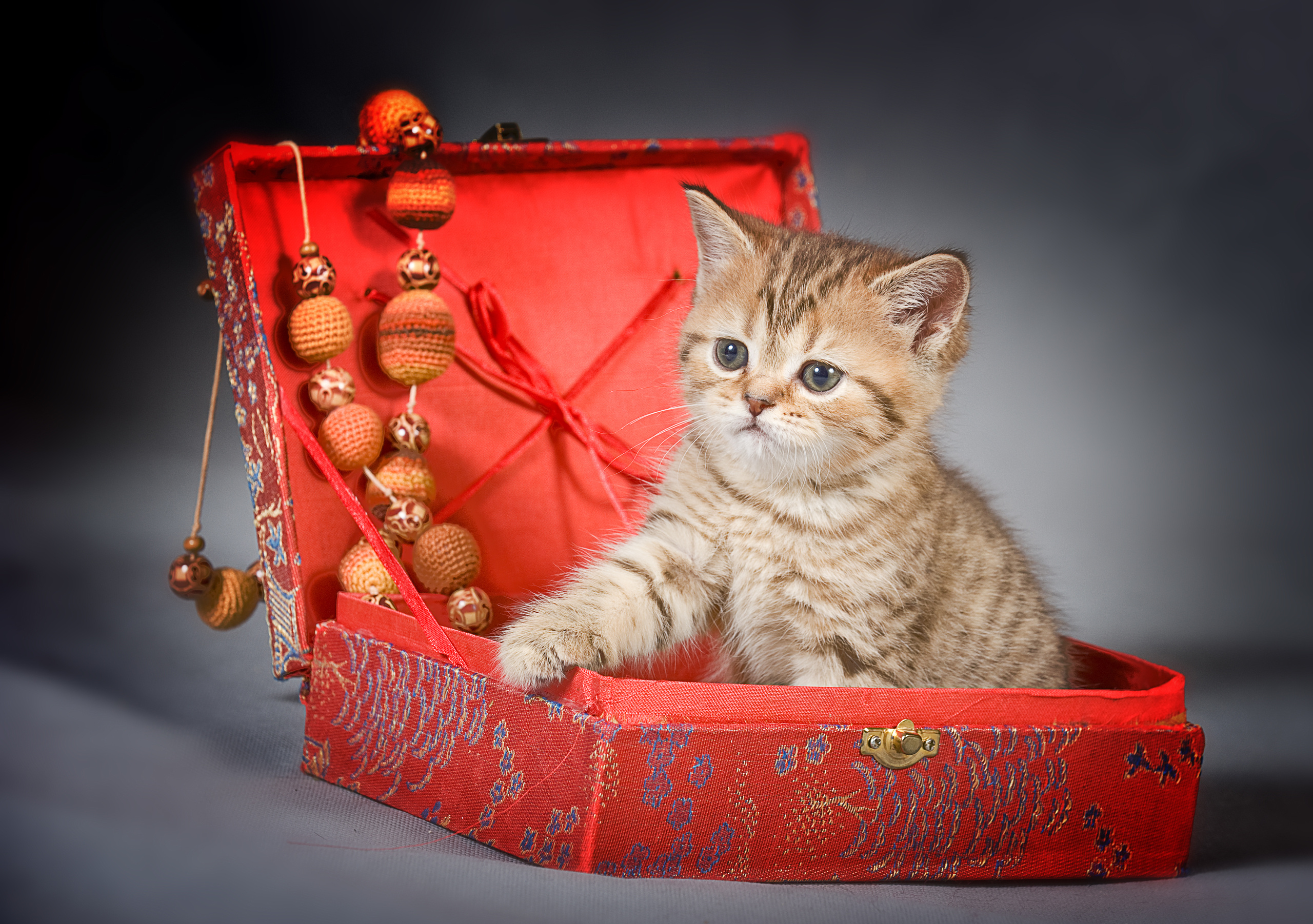 Британская (котята). Фотограф-анималист Наталья Светличная