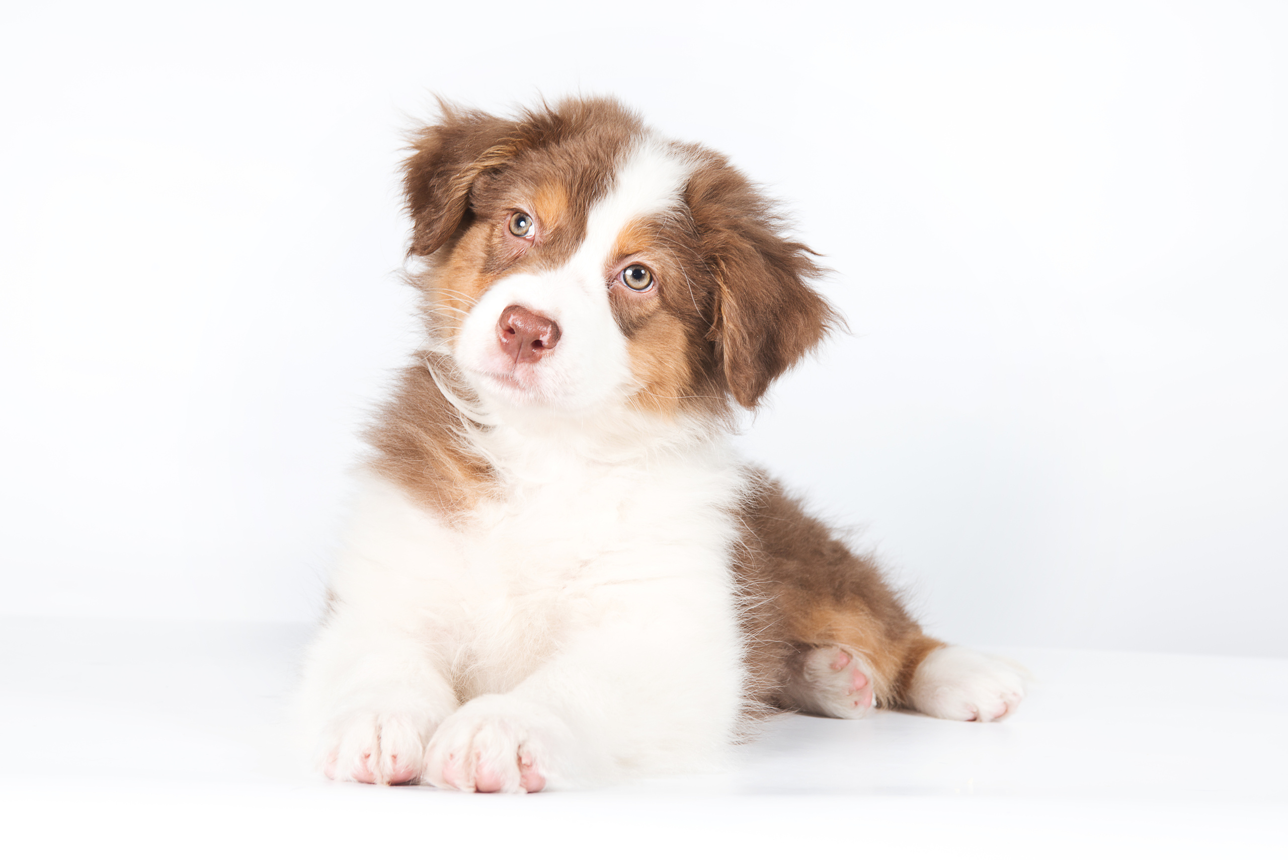 Австралийская овчарка (щенок). Фотограф-анималист Наталья Светличная