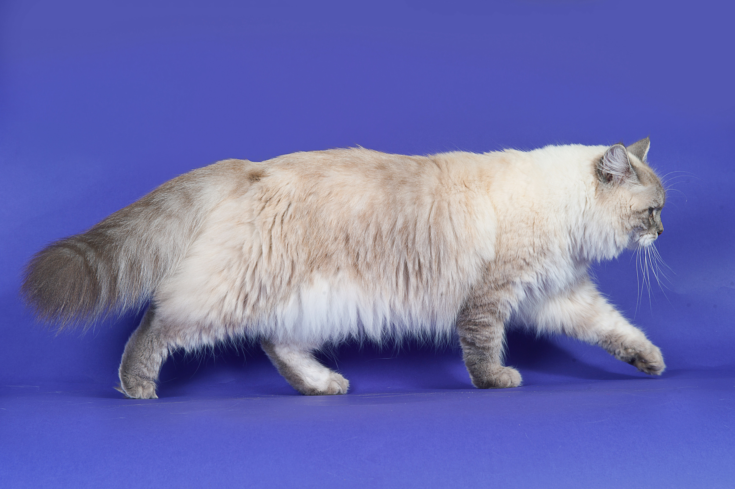 Невская маскарадная. Фотограф-анималист Наталья Светличная