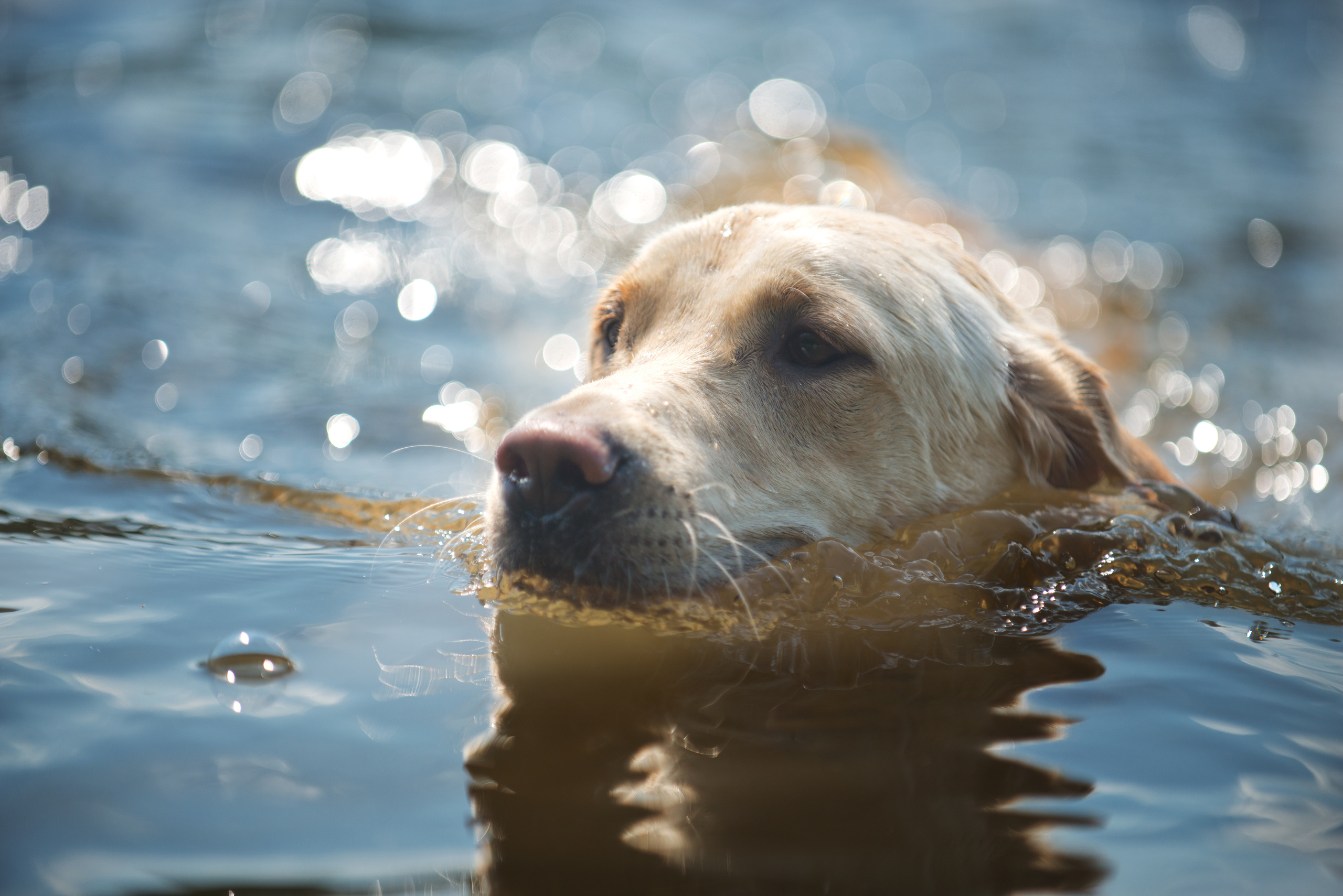 Венгрия-Чехия 2015. Фотограф-анималист Наталья Светличная