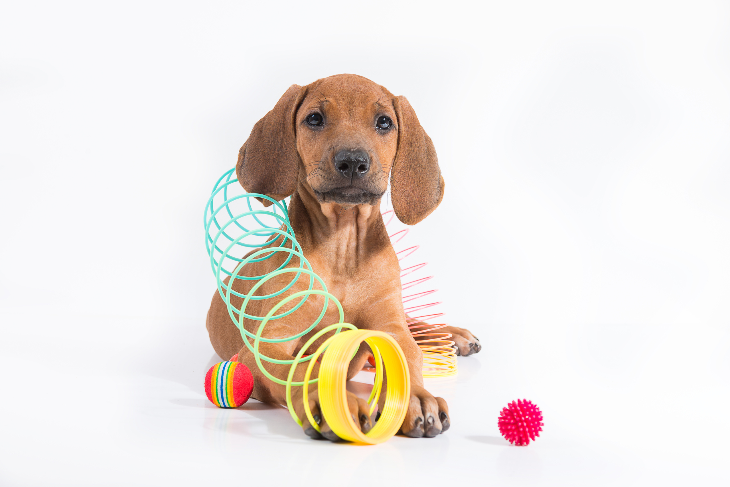 Родезийский риджбек (щенки). Фотограф-анималист Наталья Светличная