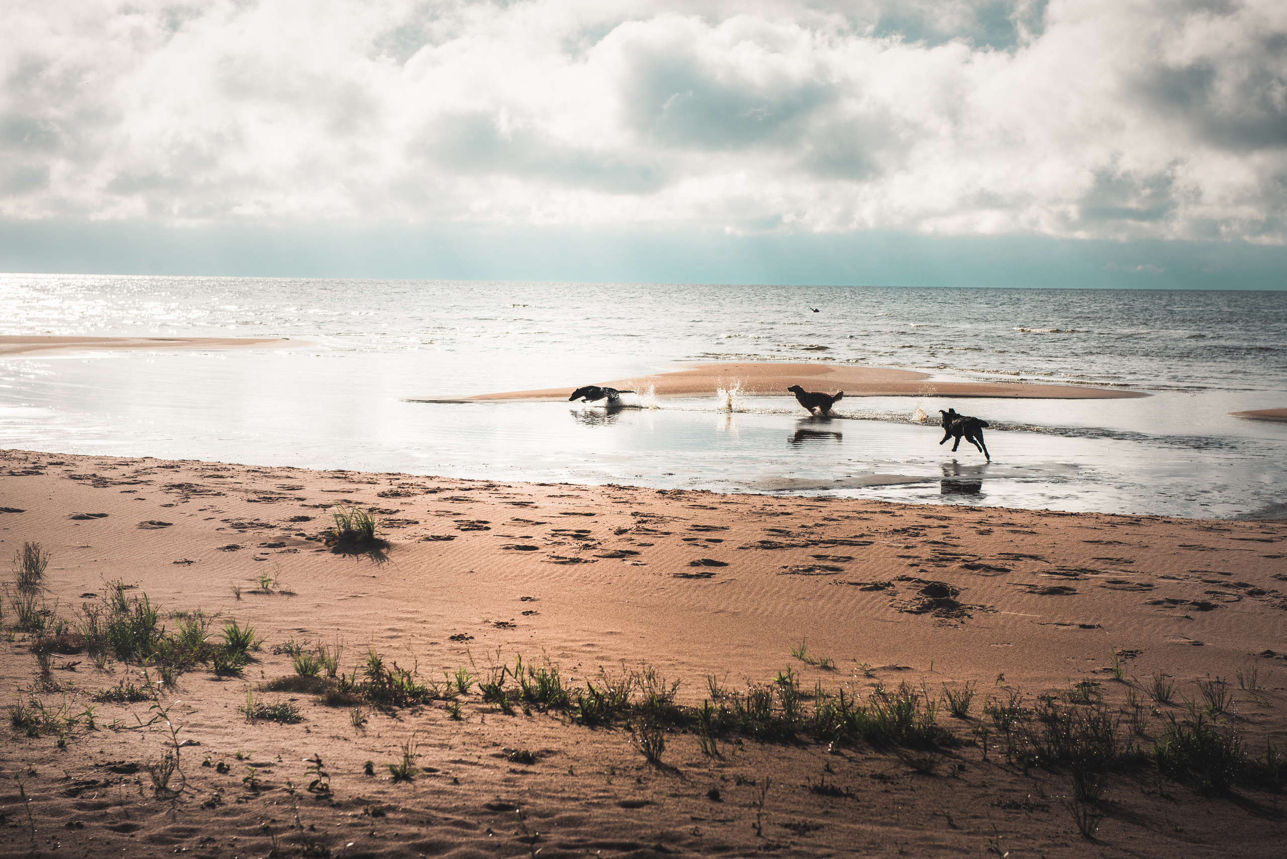 Эстония 2019. Фотограф-анималист Наталья Светличная