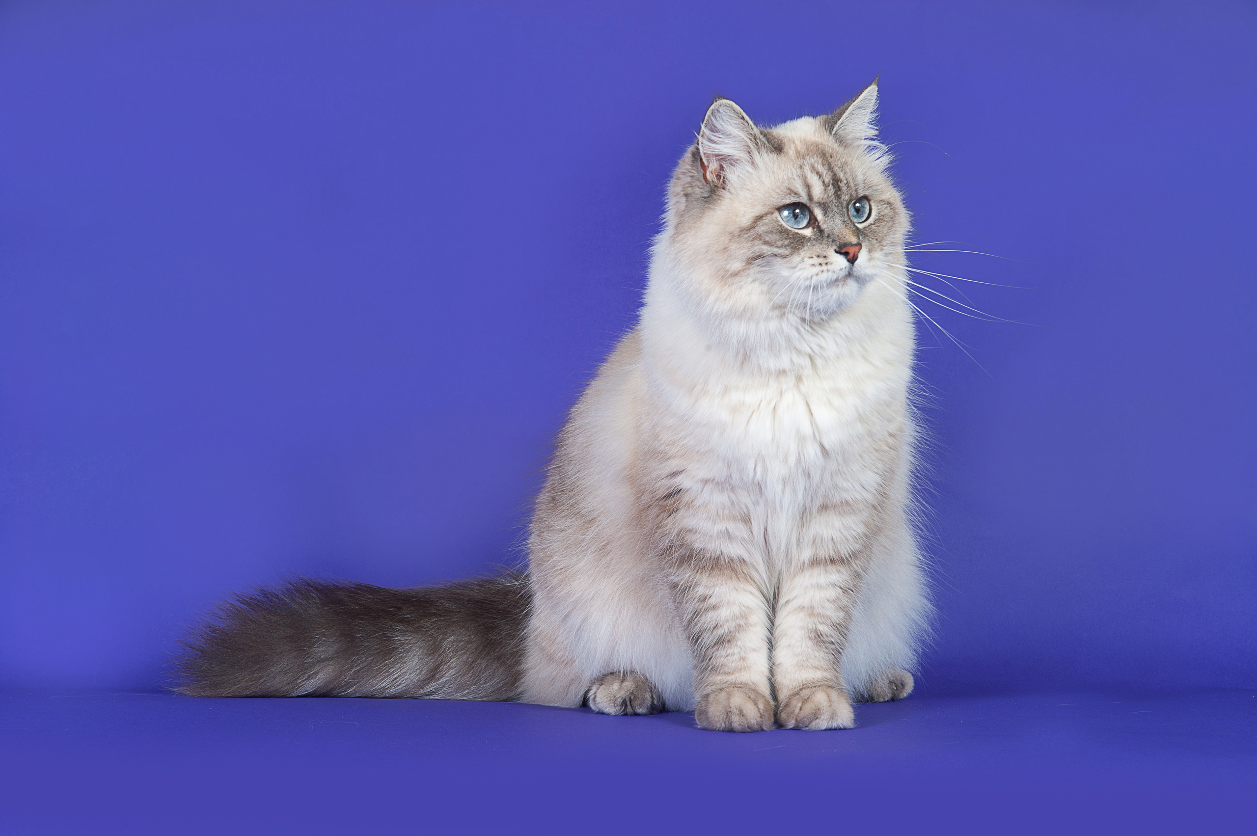 Невская маскарадная. Фотограф-анималист Наталья Светличная