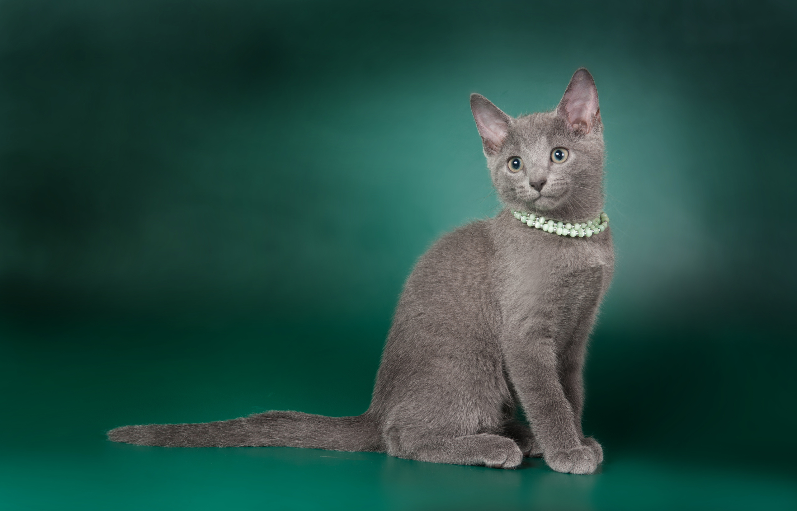 Русская голубая. Фотограф-анималист Наталья Светличная