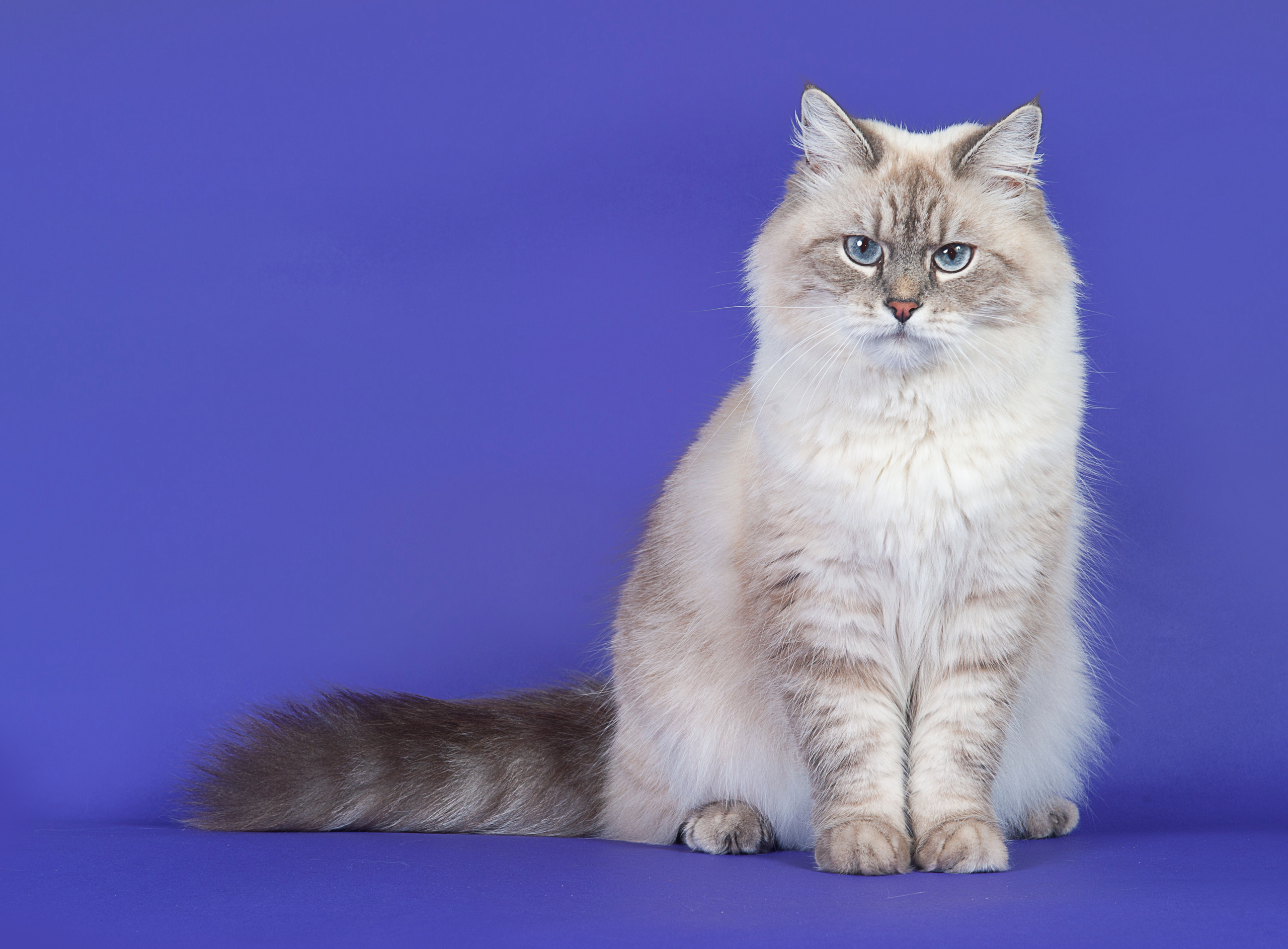 Невская маскарадная. Фотограф-анималист Наталья Светличная