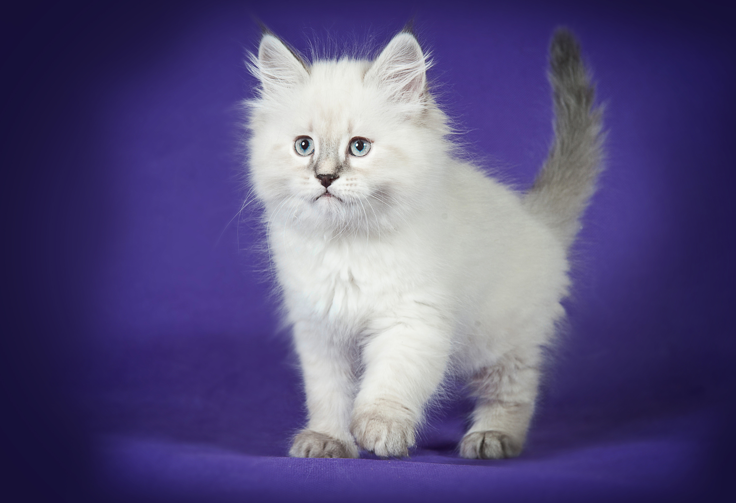 Невская маскарадная (котята). Фотограф-анималист Наталья Светличная