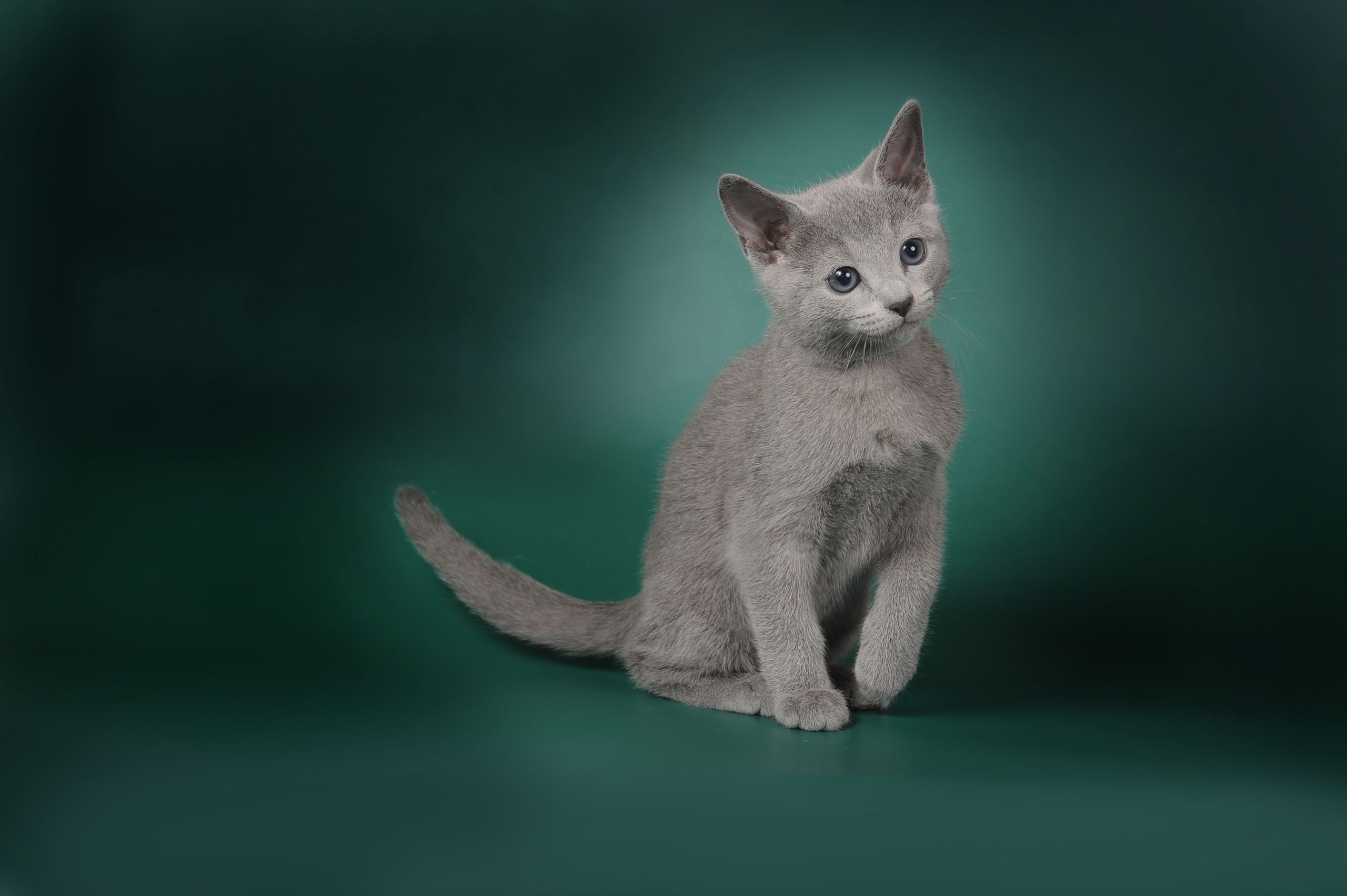 Русская голубая. Фотограф-анималист Наталья Светличная