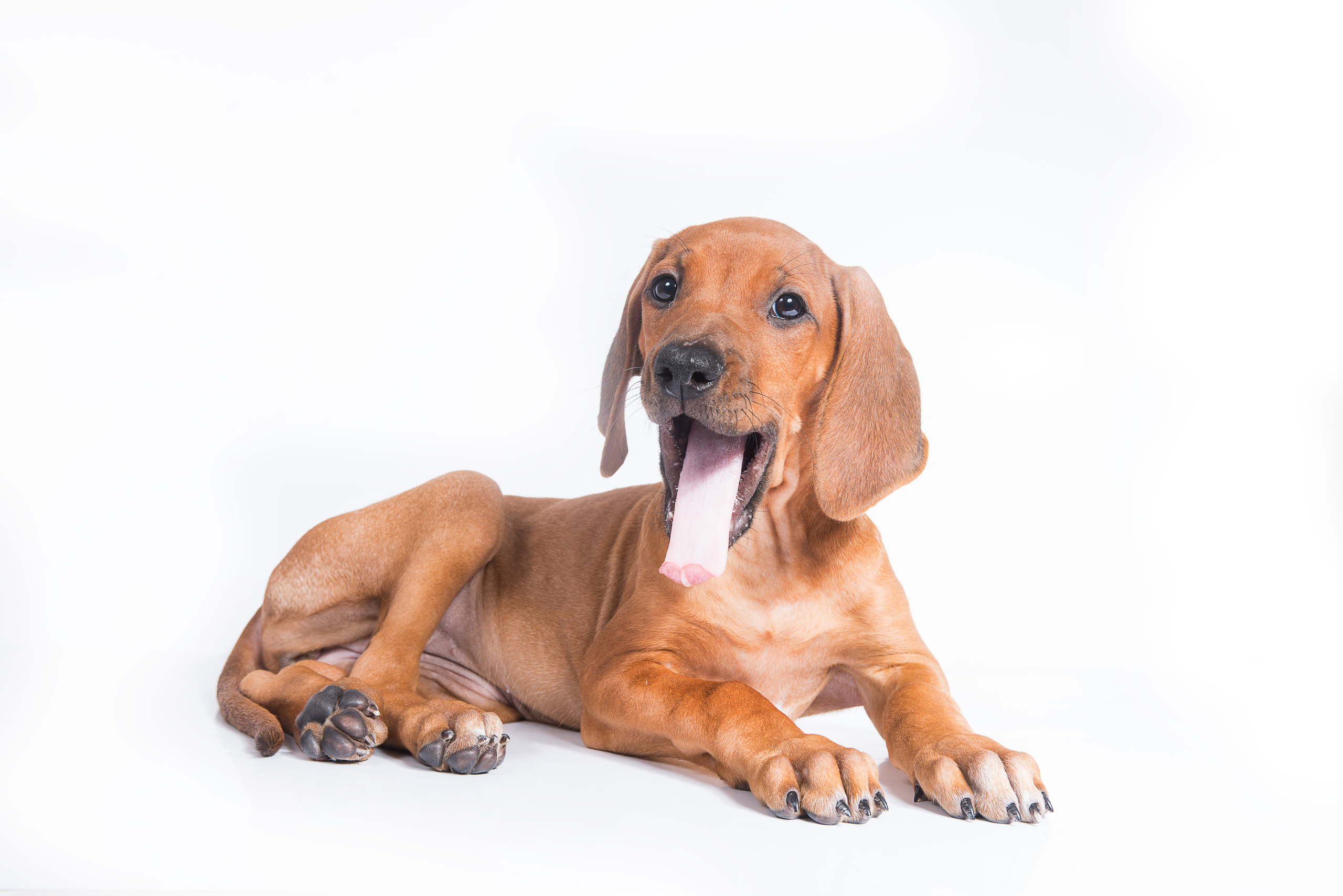Родезийский риджбек (щенки). Фотограф-анималист Наталья Светличная