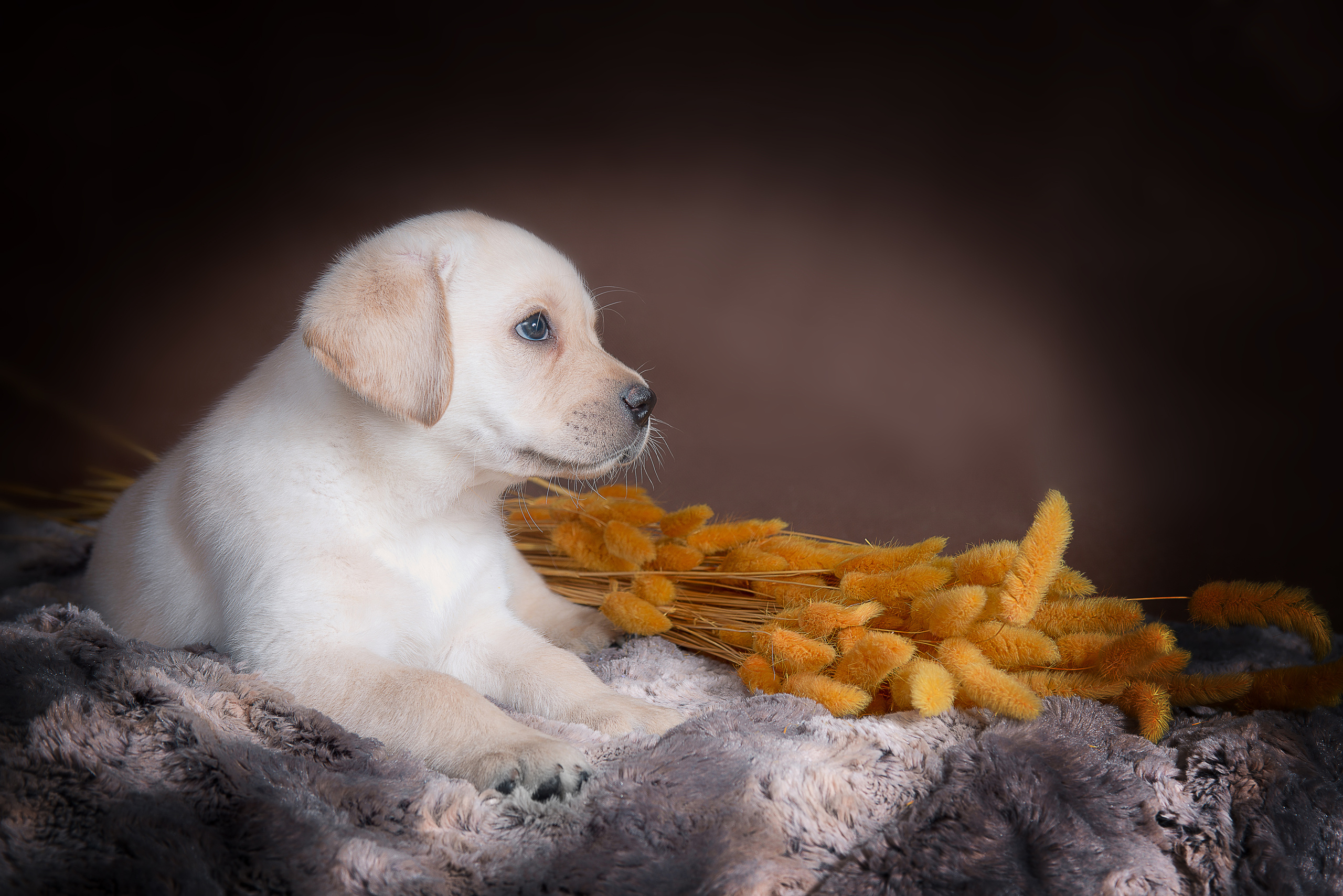 Лабрадор ретривер (щенки). Фотограф-анималист Наталья Светличная