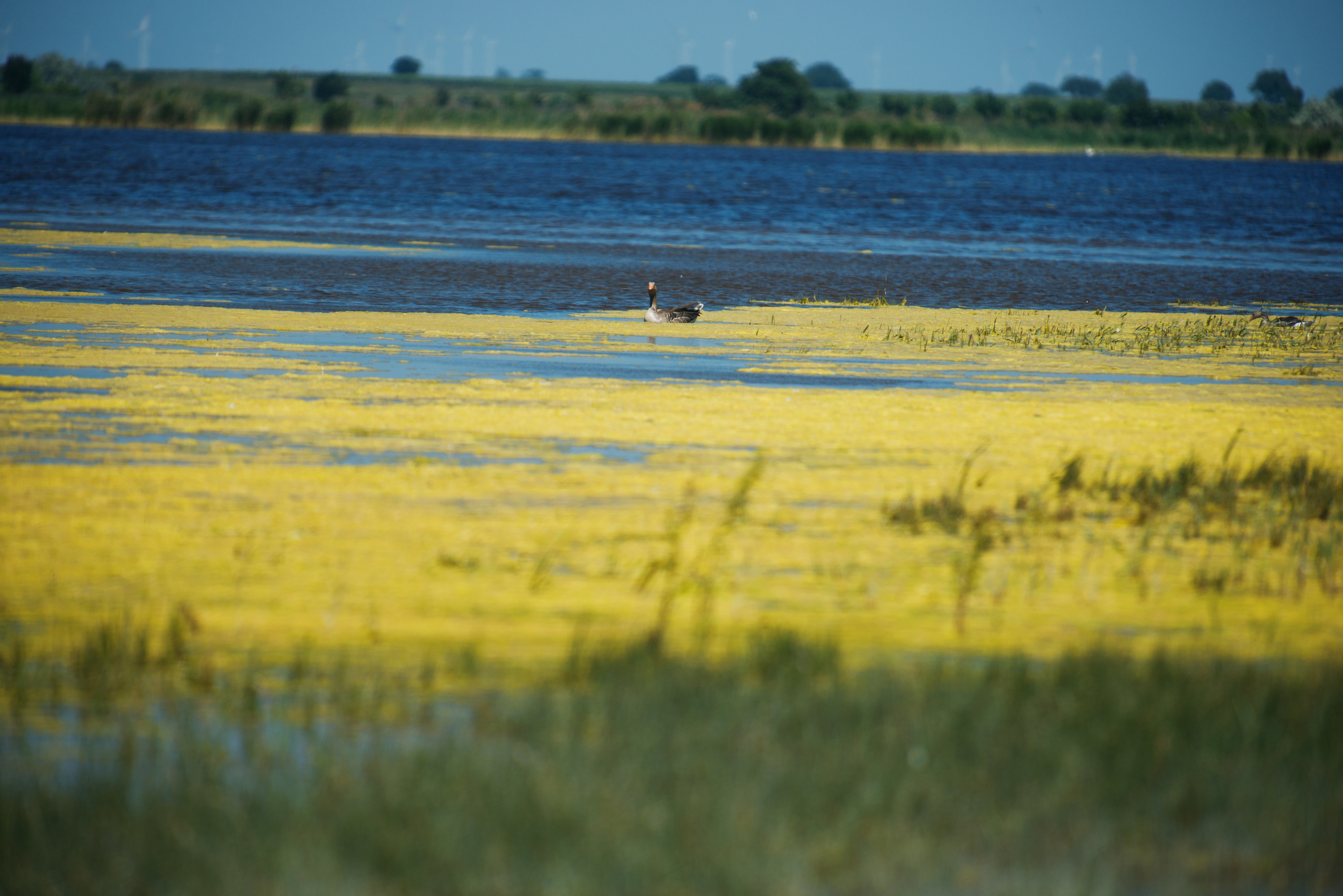 Венгрия-Чехия 2015. Фотограф-анималист Наталья Светличная