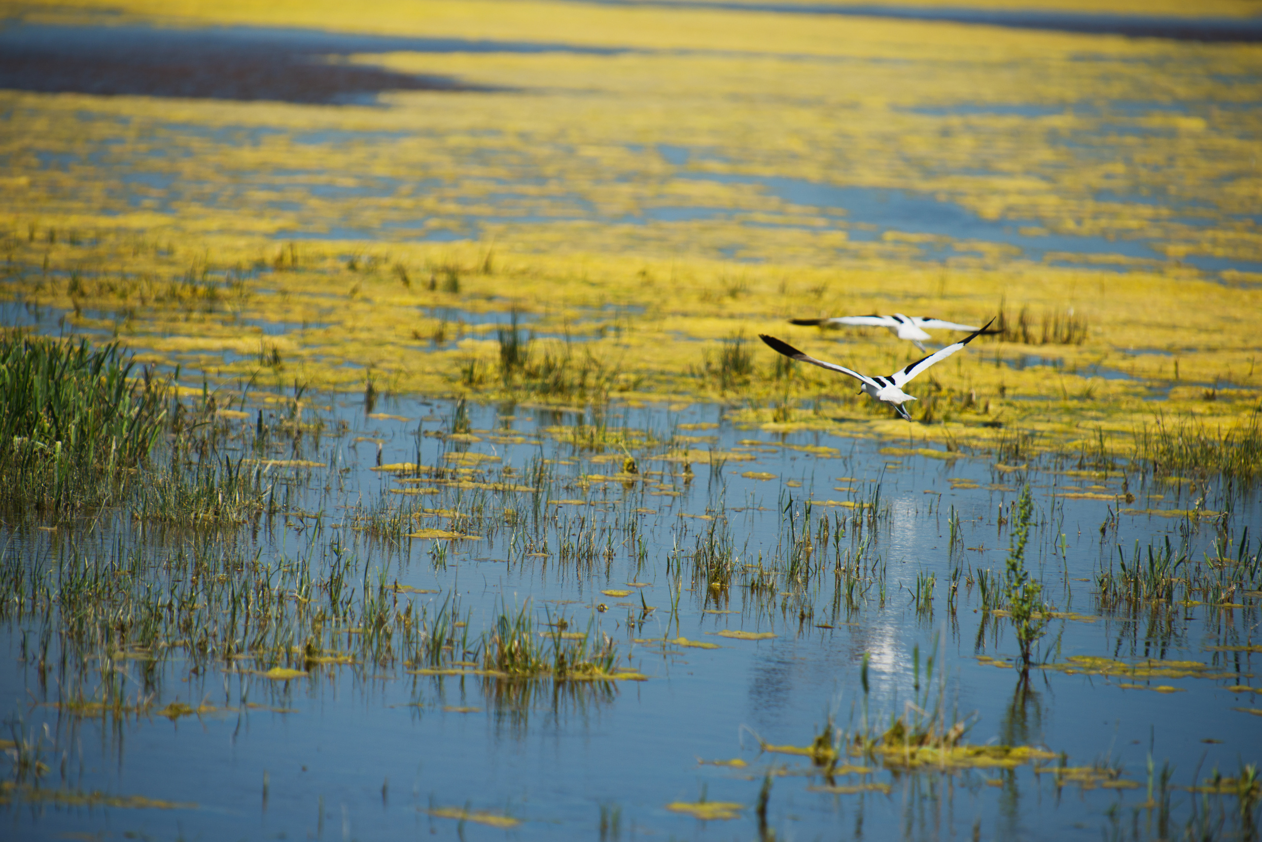Венгрия-Чехия 2015. Фотограф-анималист Наталья Светличная