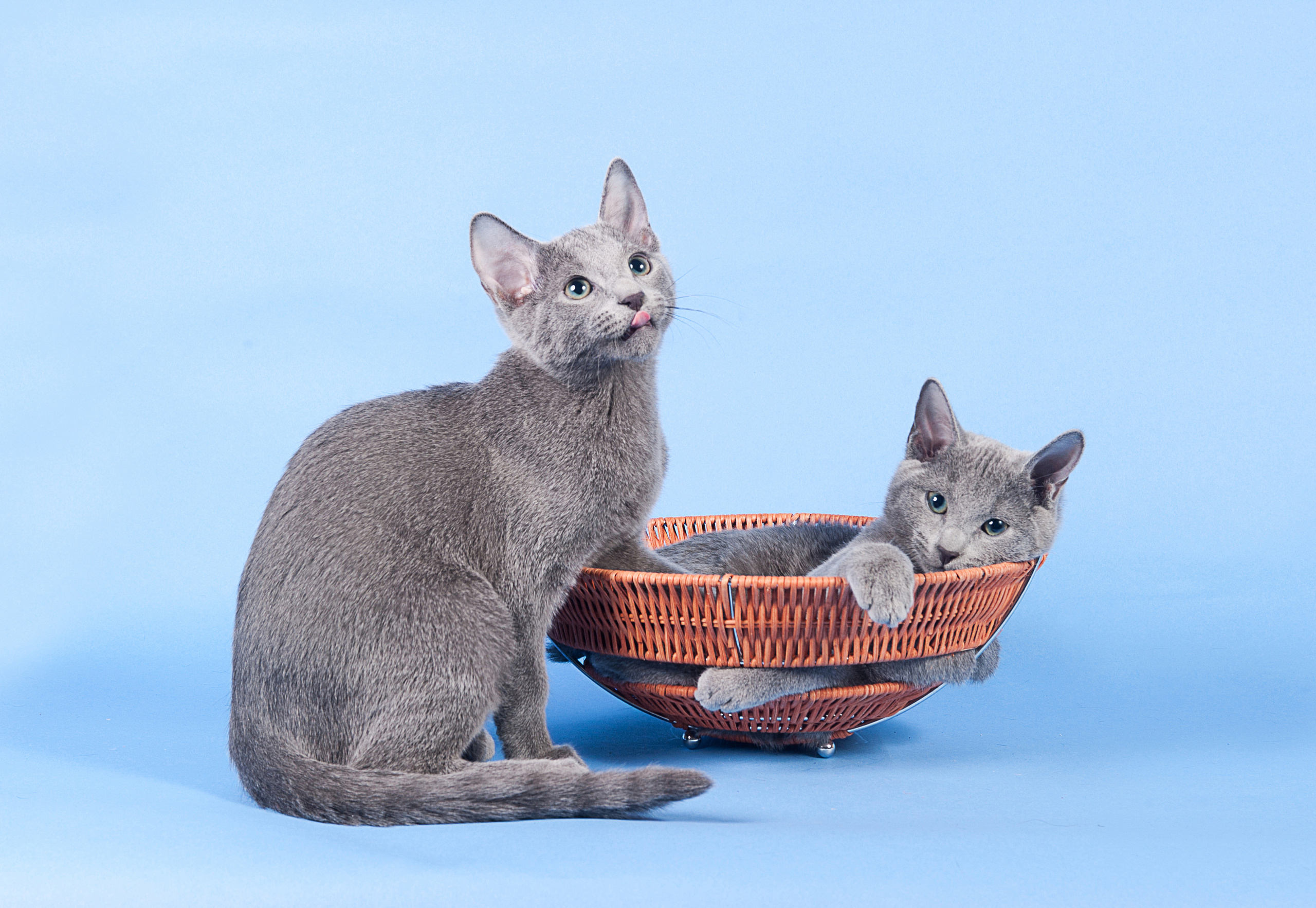 Русская голубая. Фотограф-анималист Наталья Светличная