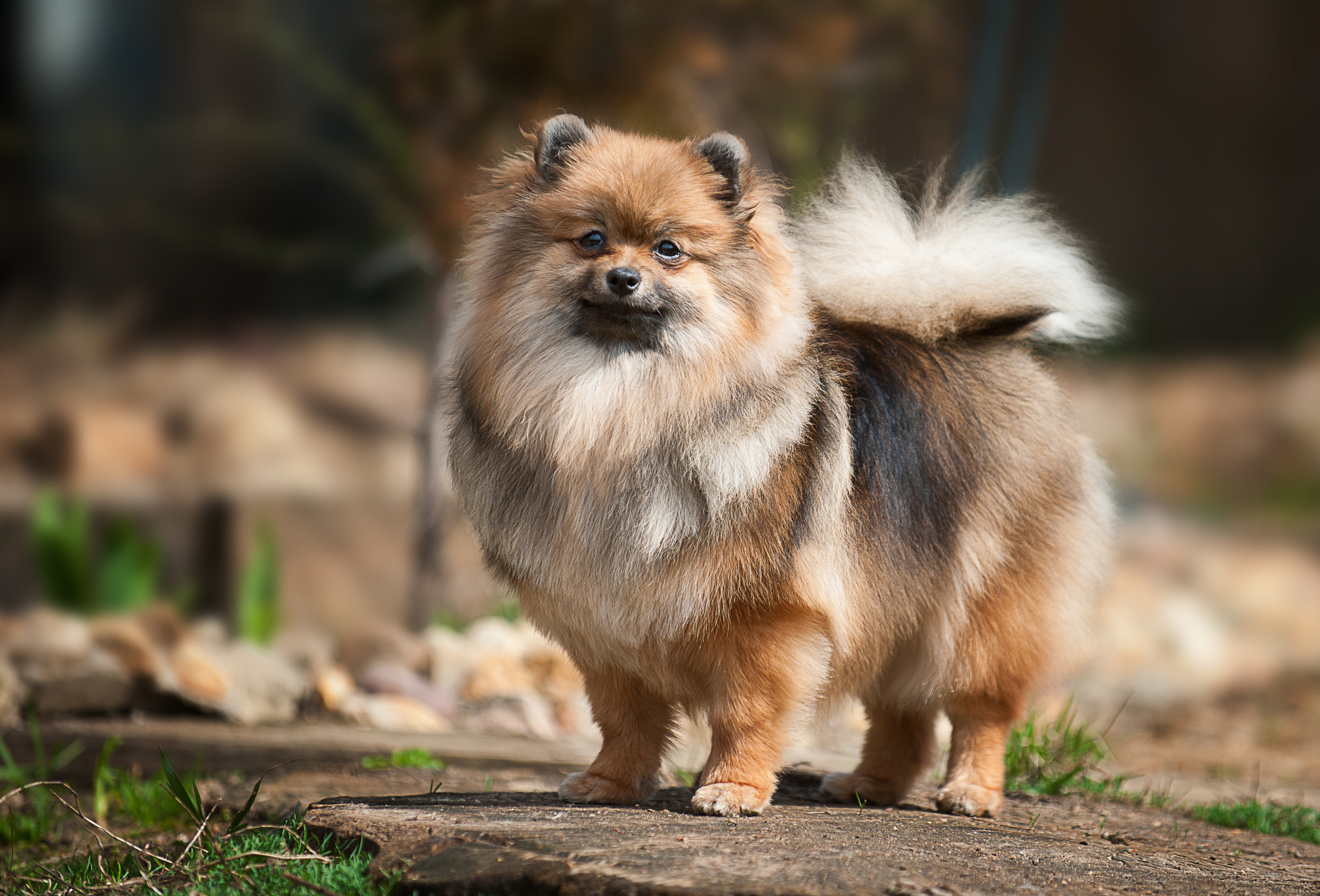 Померанский шпиц. Фотограф-анималист Наталья Светличная