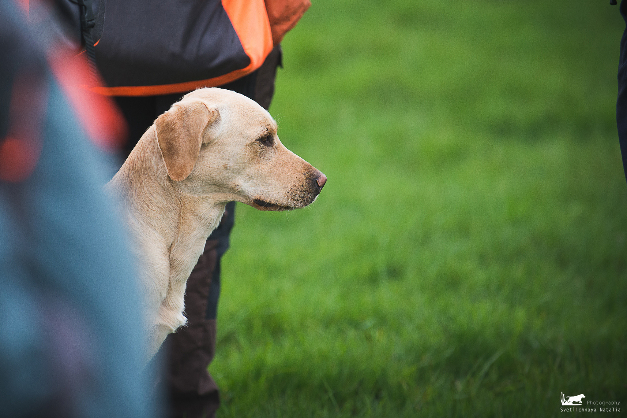 Тренинг с Wayne Mitсhell (Англия, 2018). Фотограф-анималист Наталья Светличная
