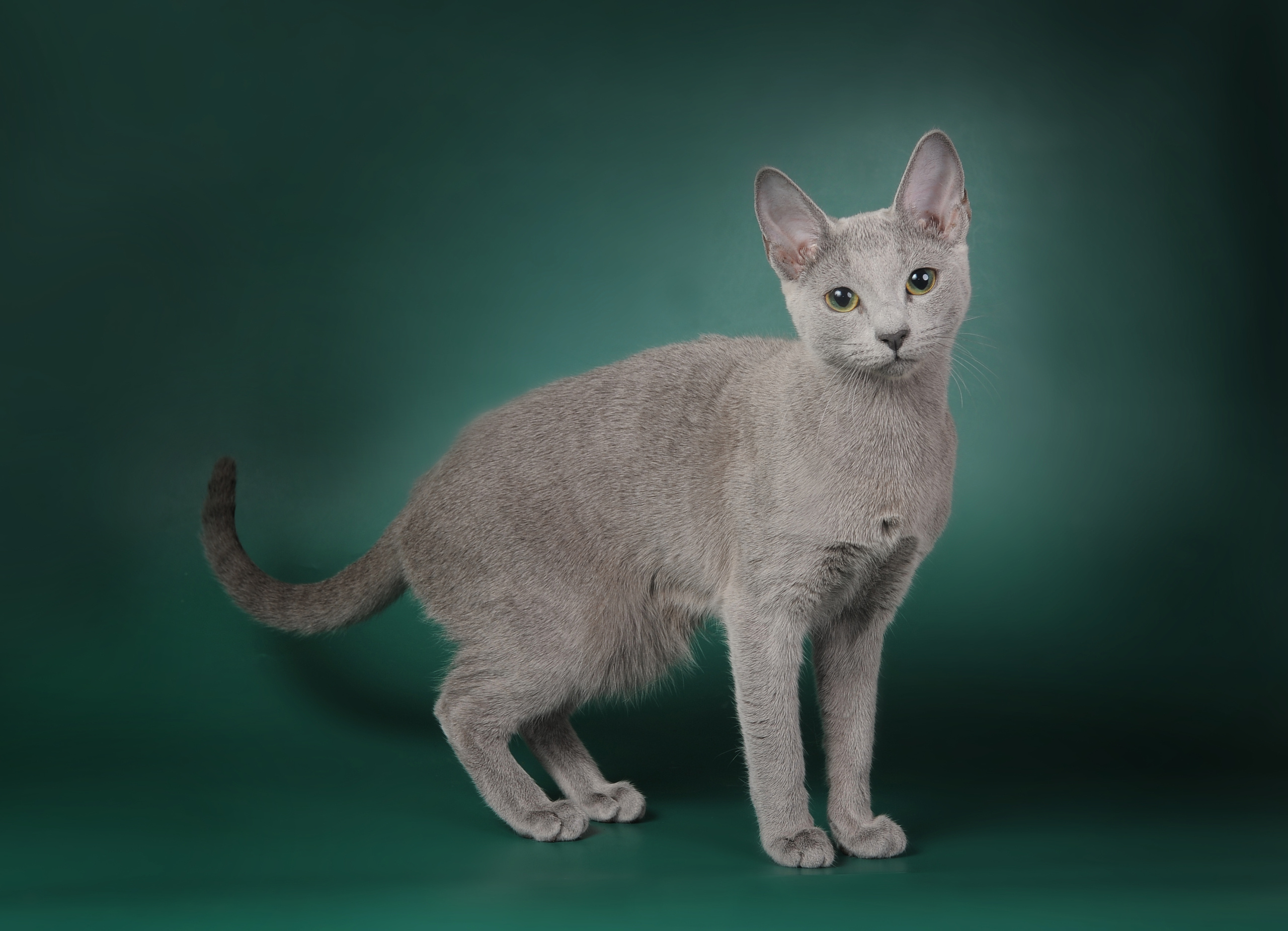 Русская голубая. Фотограф-анималист Наталья Светличная