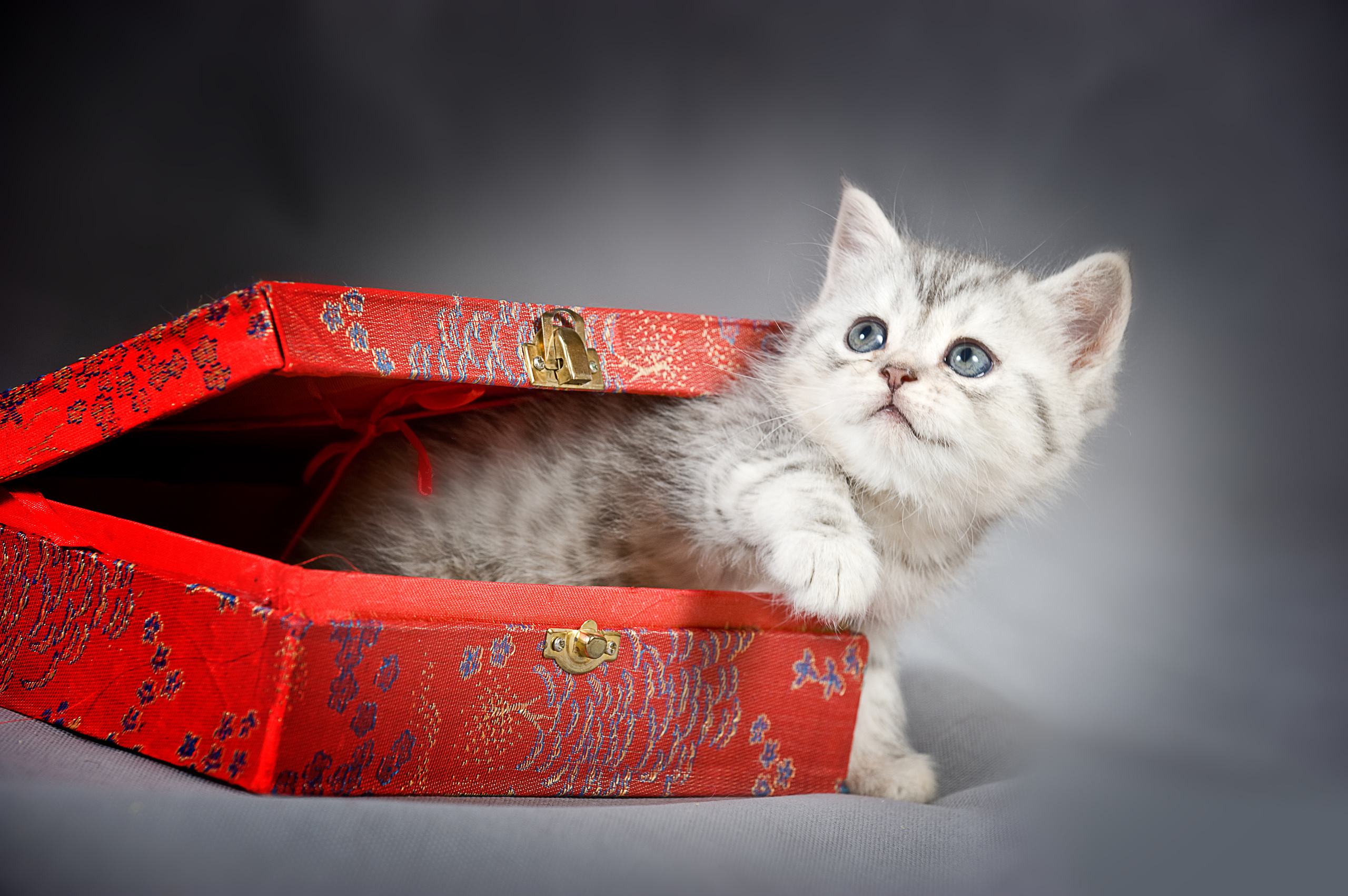 Британская (котята). Фотограф-анималист Наталья Светличная