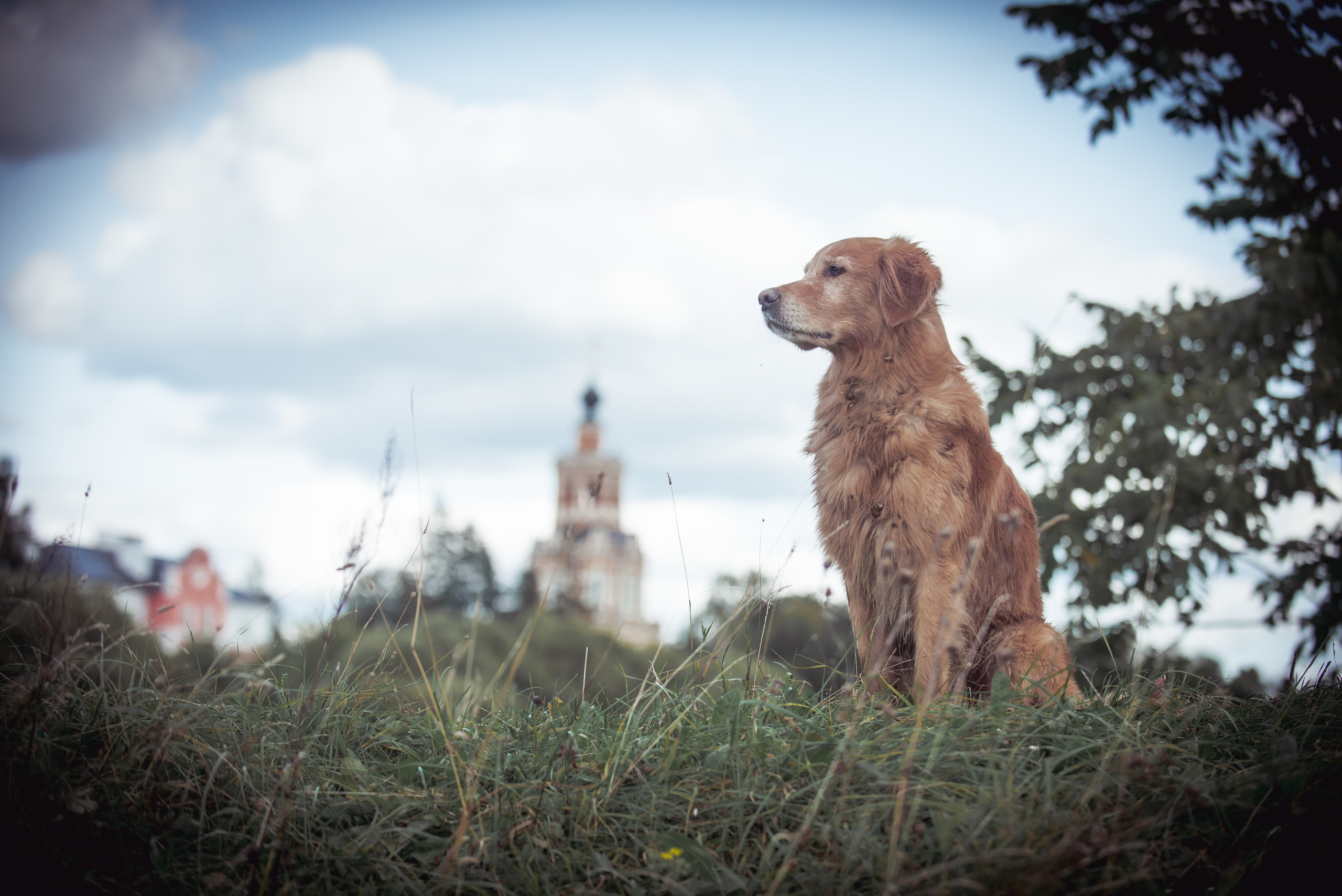 Голден ретривер Филя. Фотограф-анималист Наталья Светличная