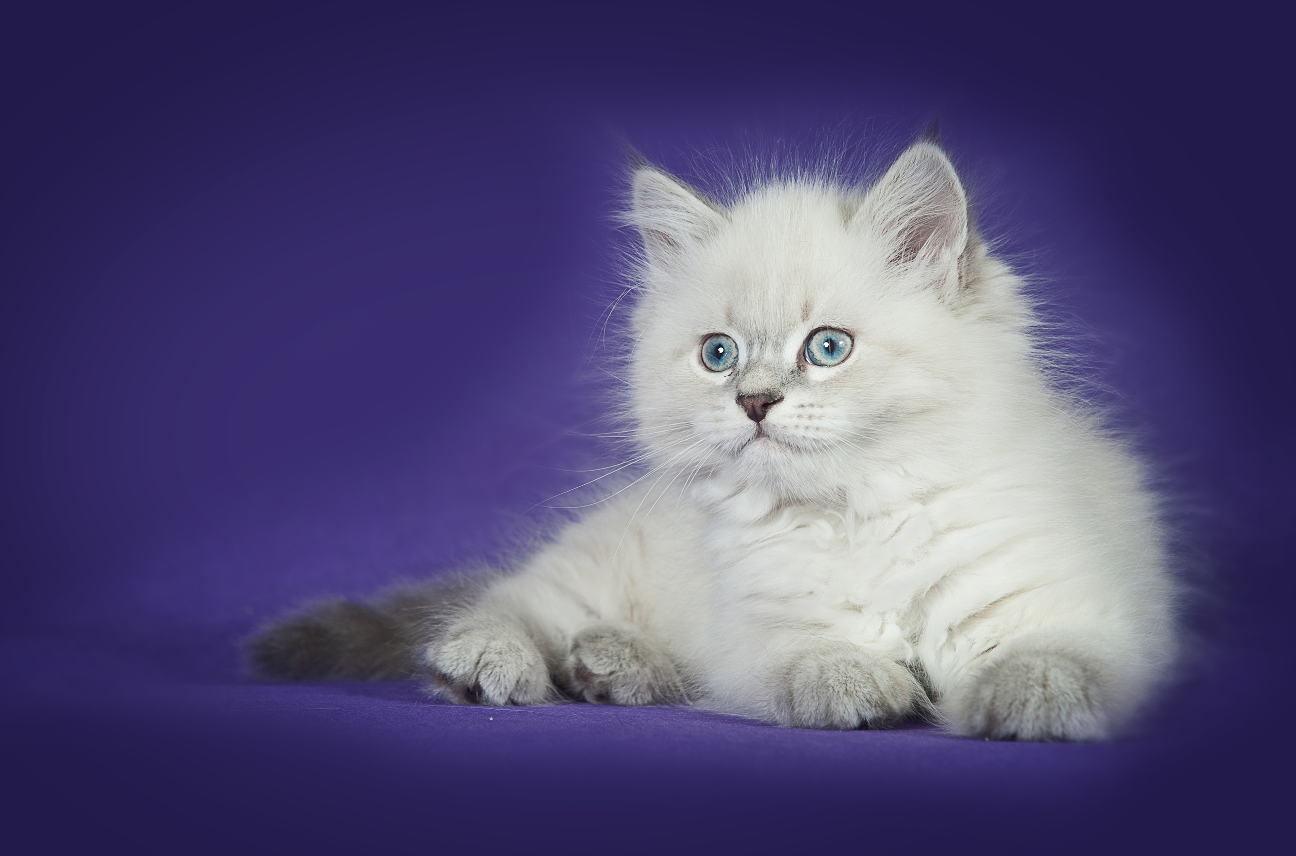 Невская маскарадная (котята). Фотограф-анималист Наталья Светличная