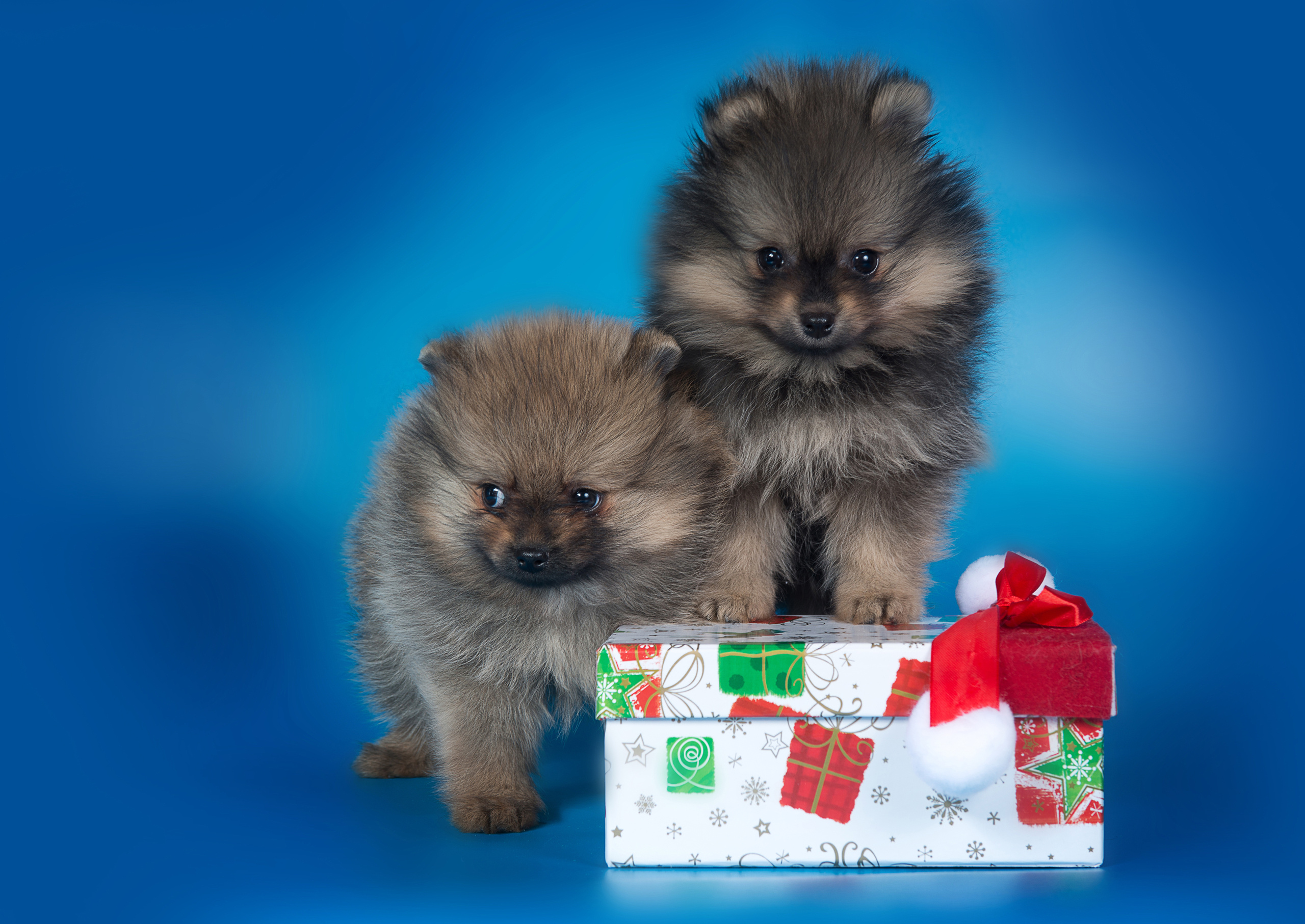 Шпицы (щенки). Фотограф-анималист Наталья Светличная