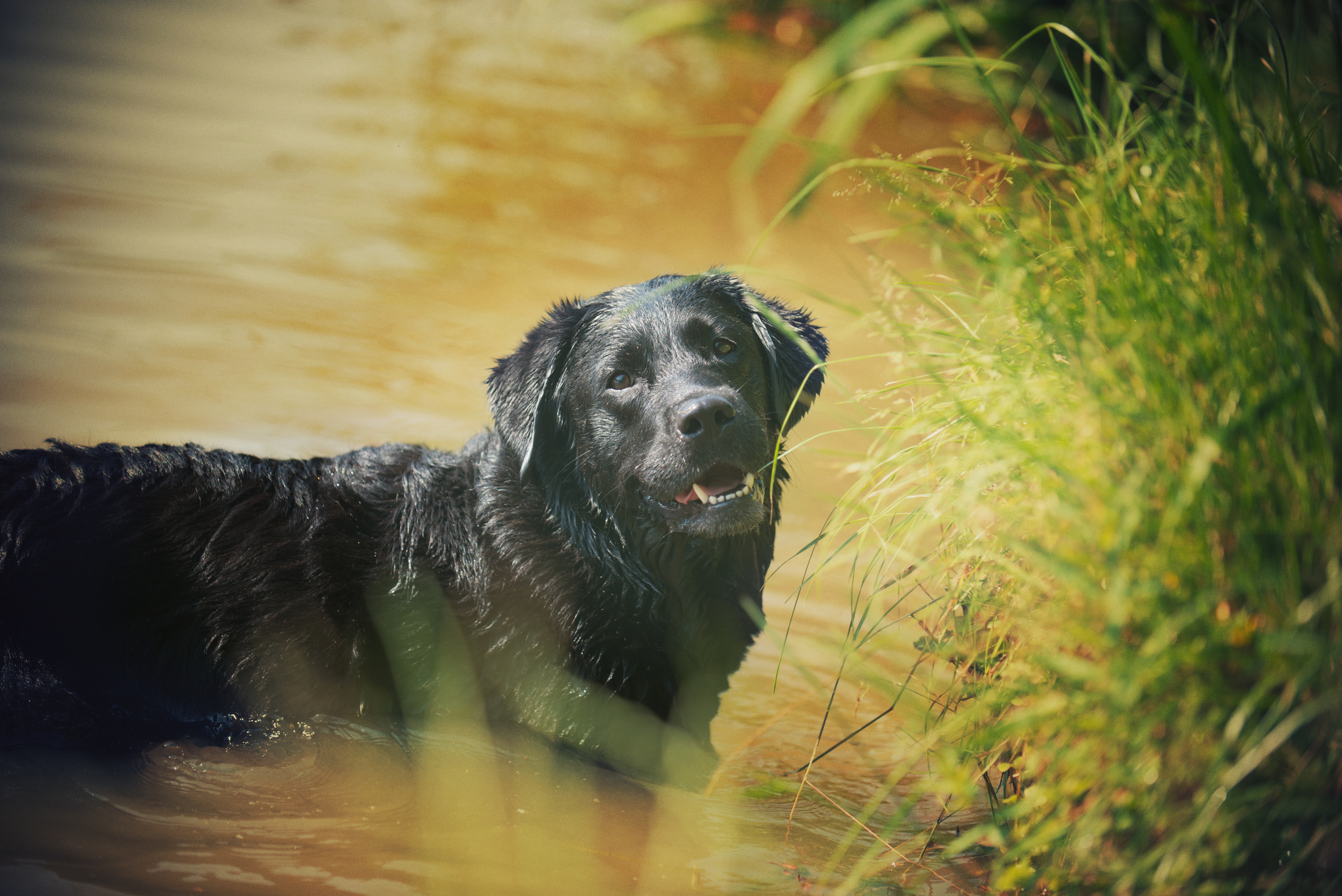 Венгрия-Чехия 2015. Фотограф-анималист Наталья Светличная