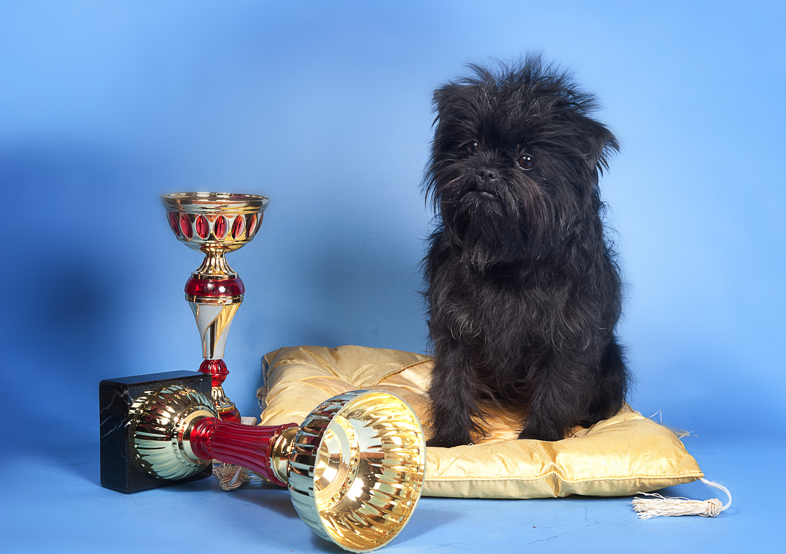 Аффен пинчер. Фотограф-анималист Наталья Светличная