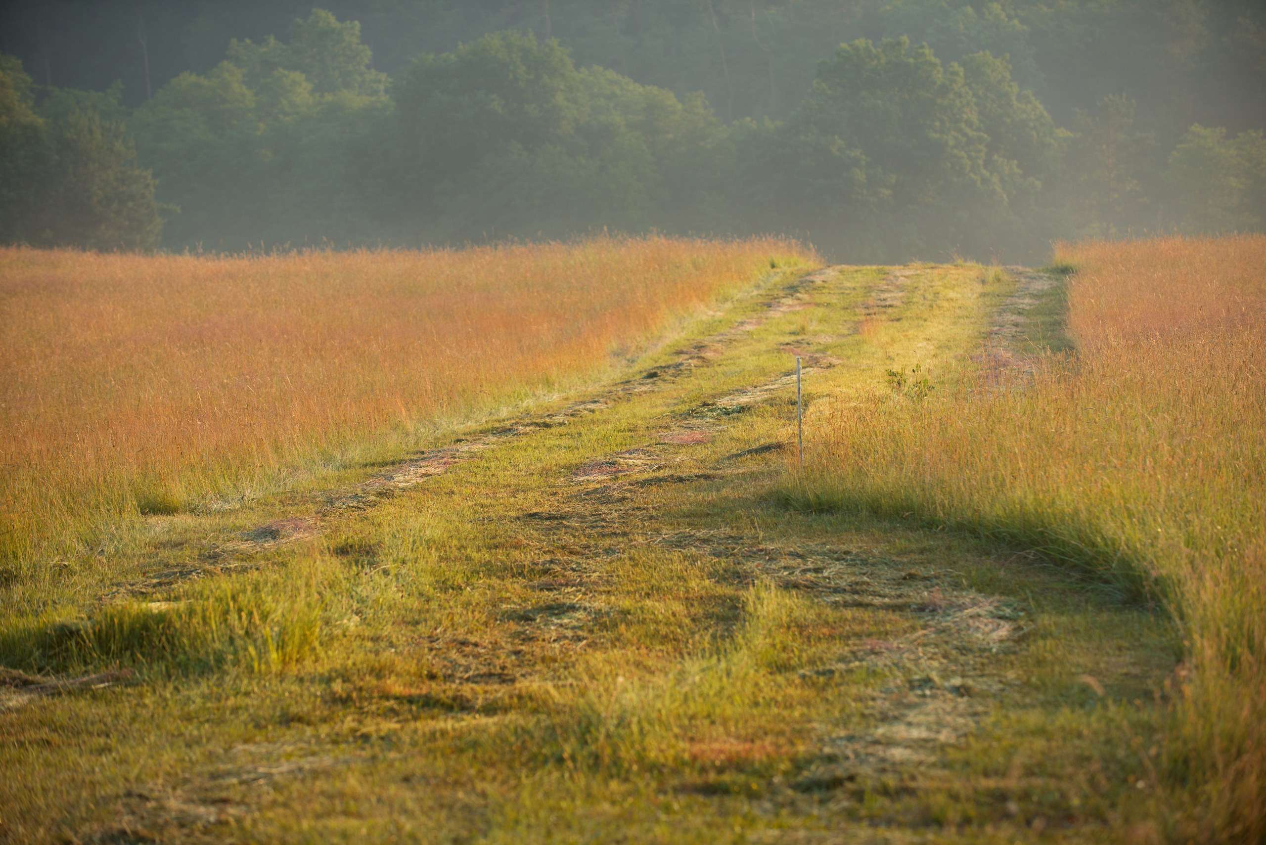 Венгрия-Чехия 2015. Фотограф-анималист Наталья Светличная
